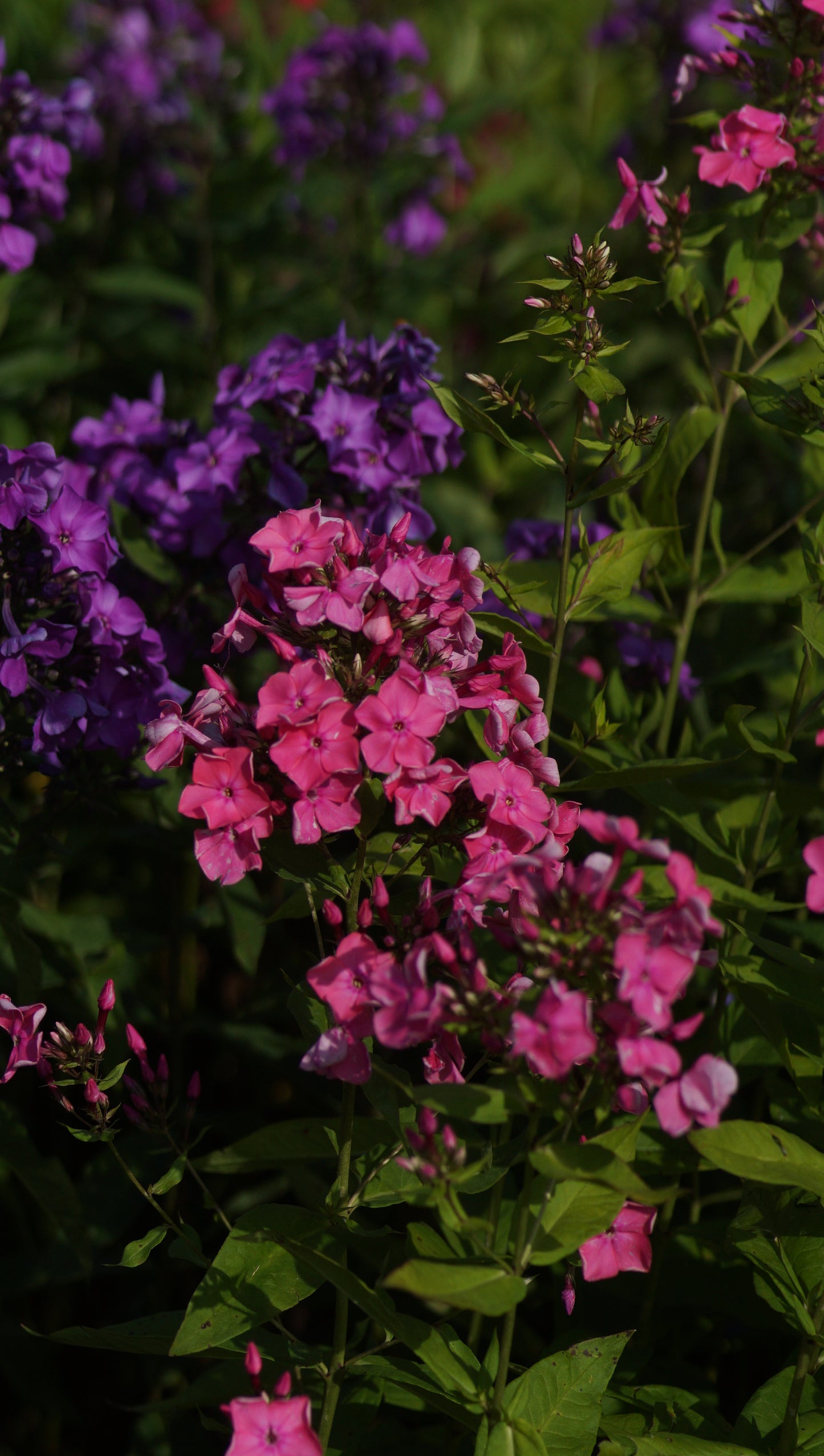 Phlox paniculata 'Rijnstroom' - Hoher Stauden-Phlox