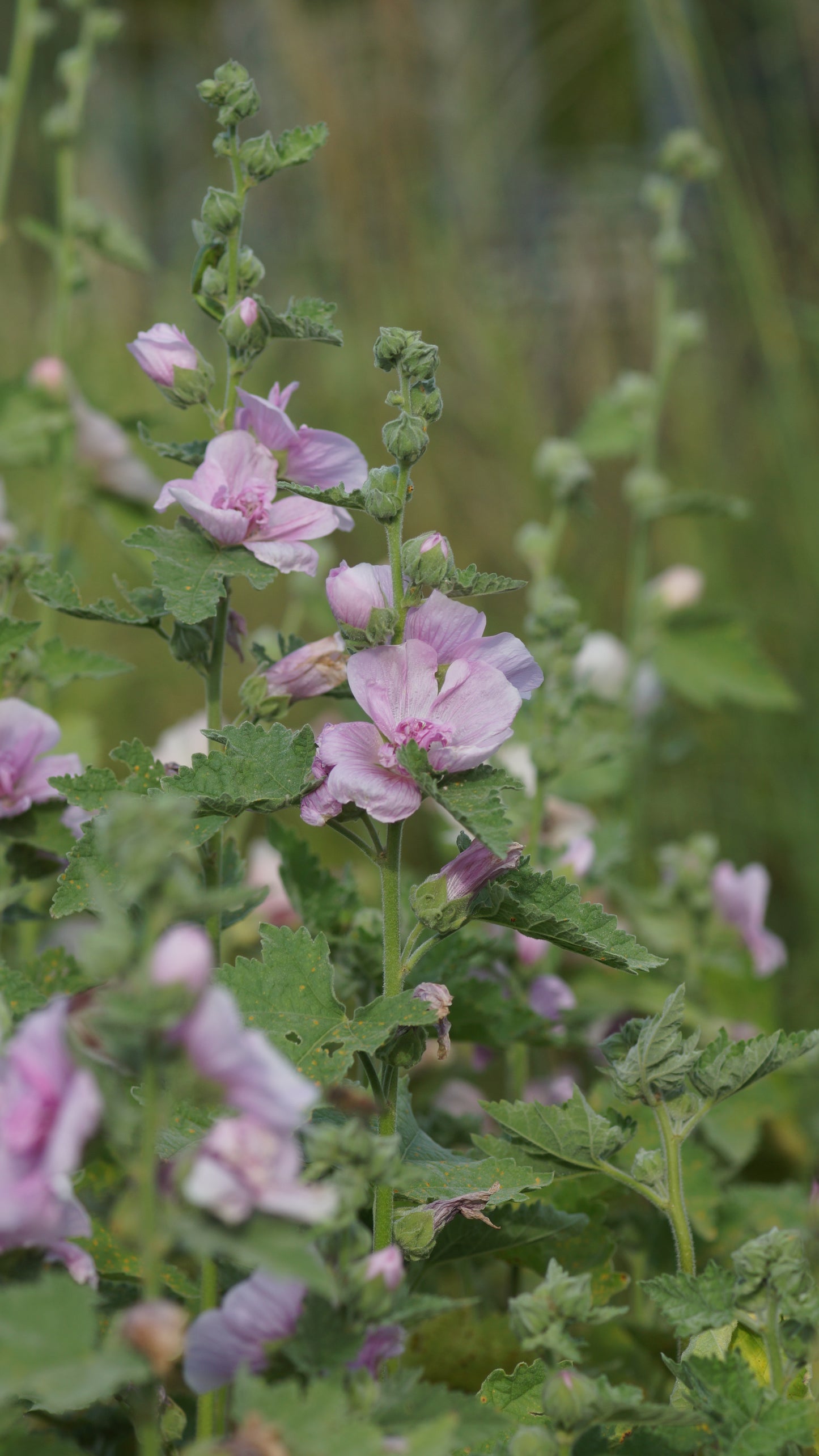 x Alcalthea suffrutescens 'Parkrondell' - Halbstrauchige Stockrose