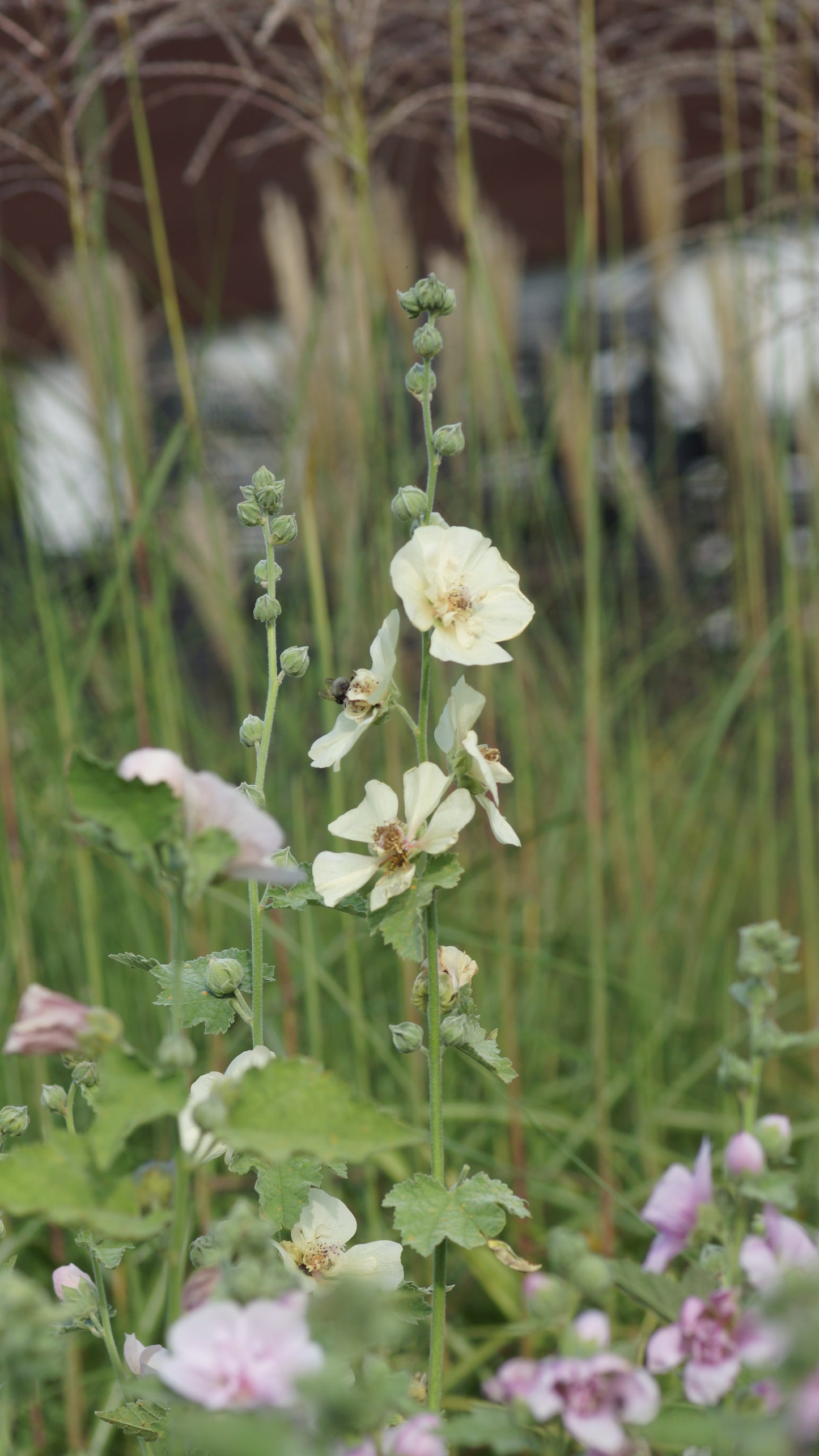 x Alcalthea suffrutescens 'Parkfrieden' - Halbstrauchige Stockrose