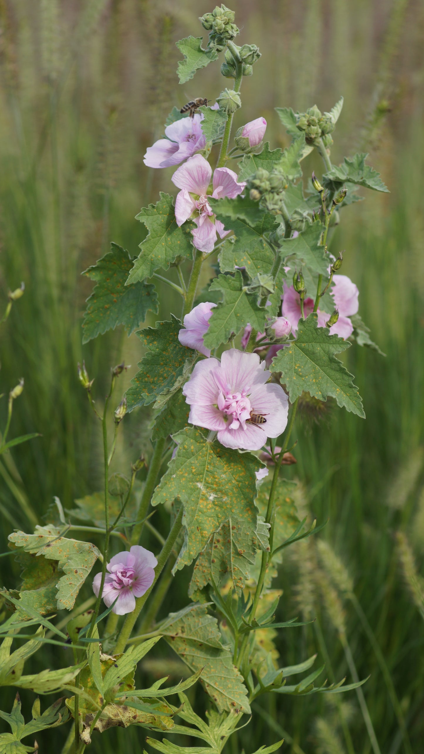 x Alcalthea suffrutescens 'Parkrondell' - Halbstrauchige Stockrose