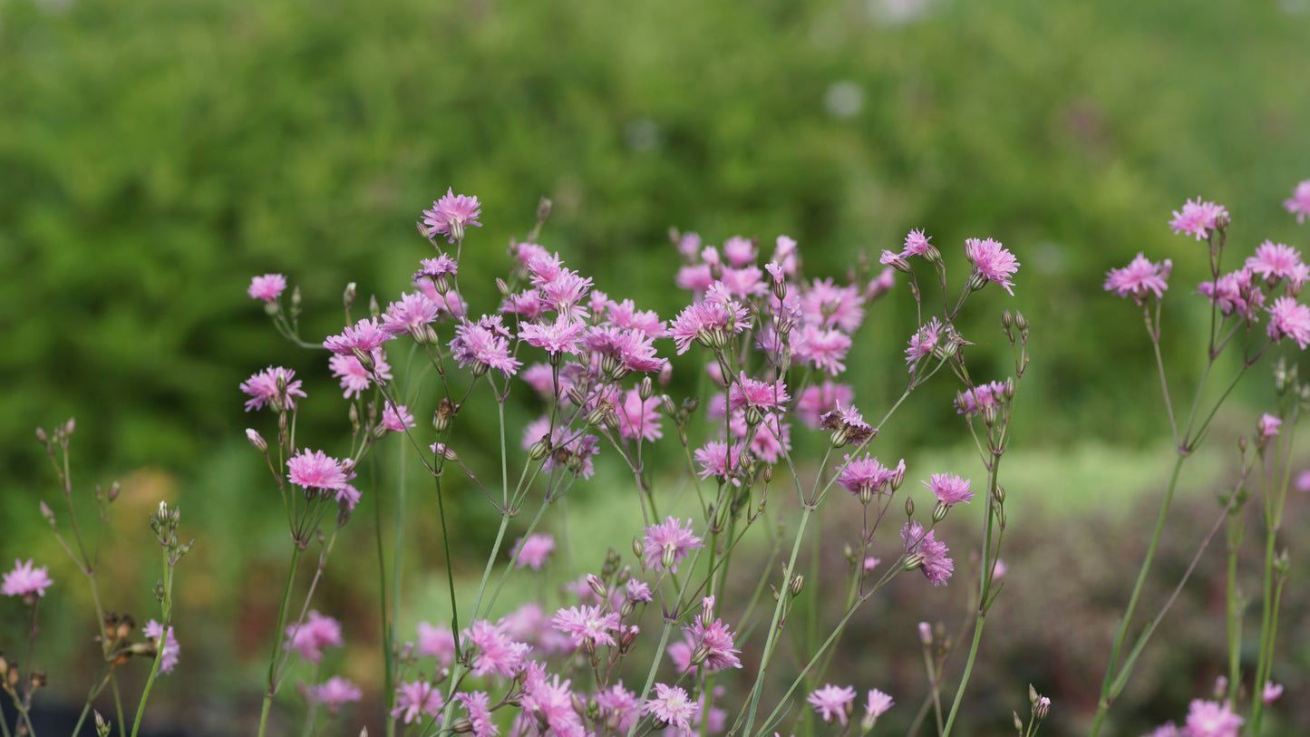 Lychnis flos-cuculi 'Petit Jenny' - Gefüllte Kuckucks-Lichtnelke
