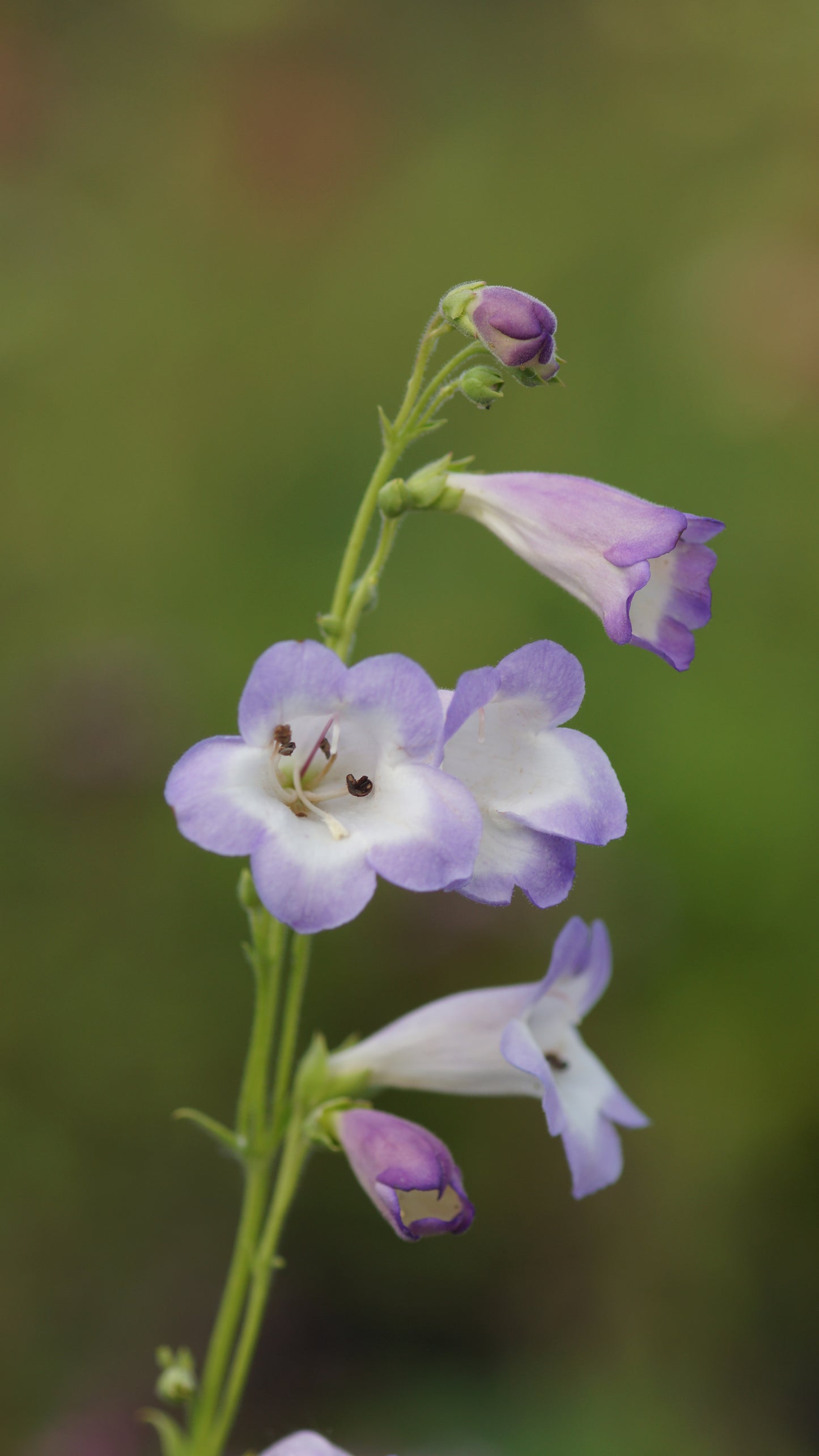 Penstemon Hybride 'Alice Hindley' - Garten-Bartfaden