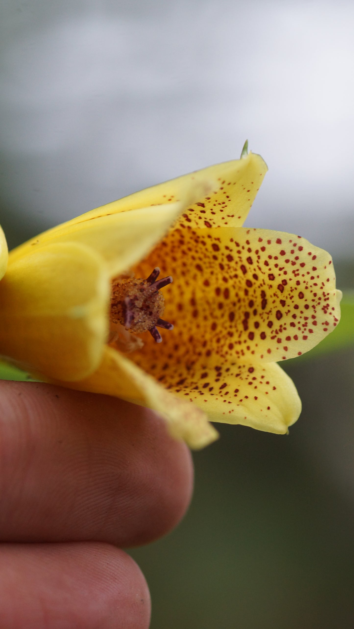 Tricyrtis macrantha var. macranthopsis - Gelbe Chinesische Krötenlilie