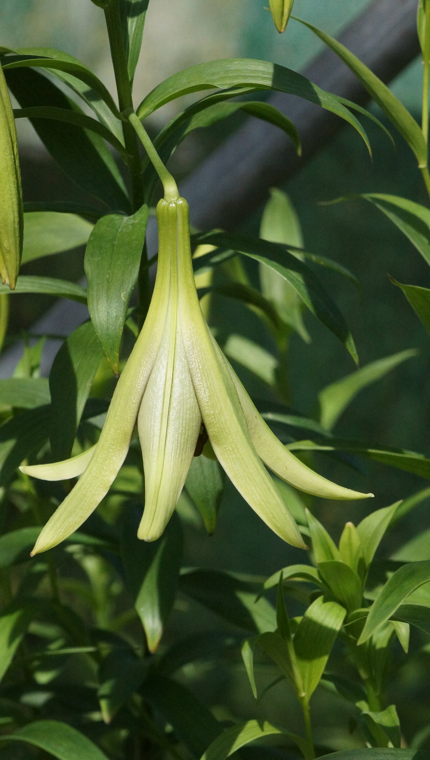 Lilium nepalense - Nepal-Lilie