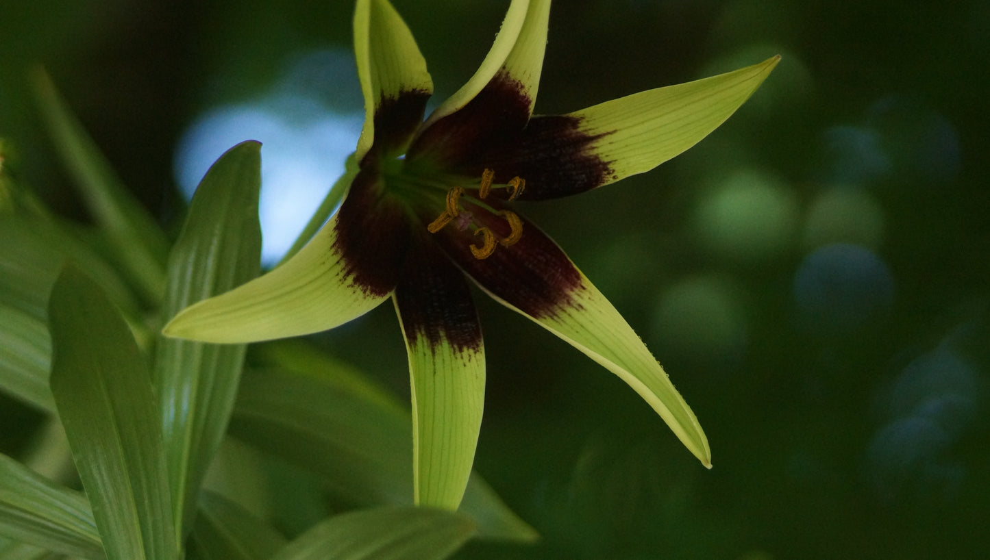 Lilium nepalense - Nepal-Lilie