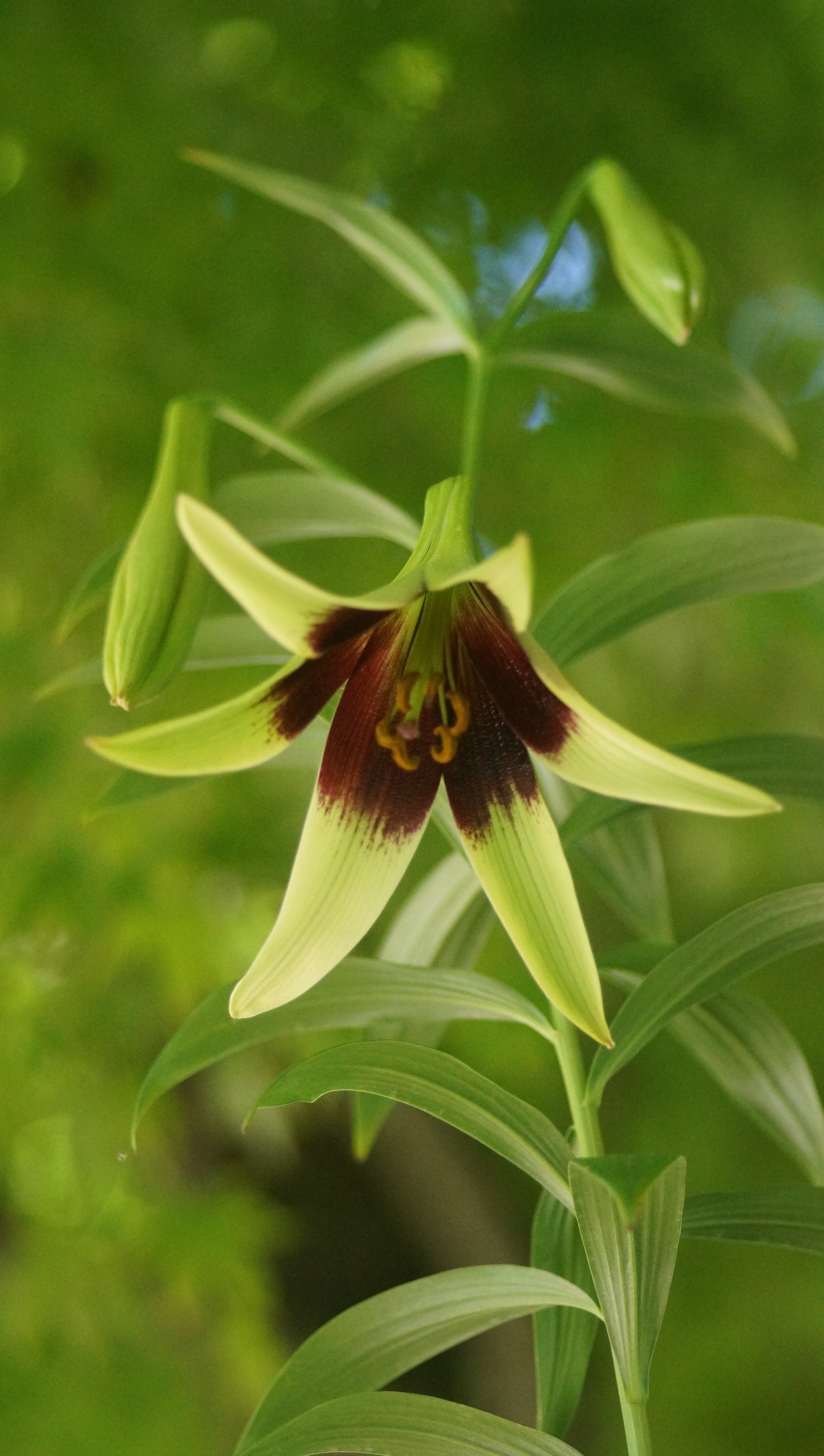Lilium nepalense - Nepal-Lilie