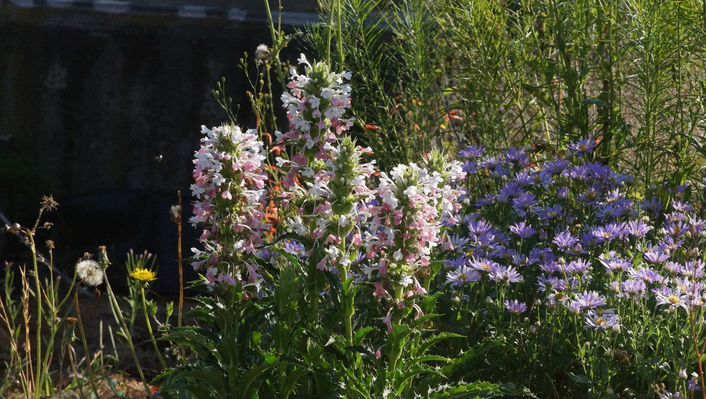 Morina longifolia - Elfendistel