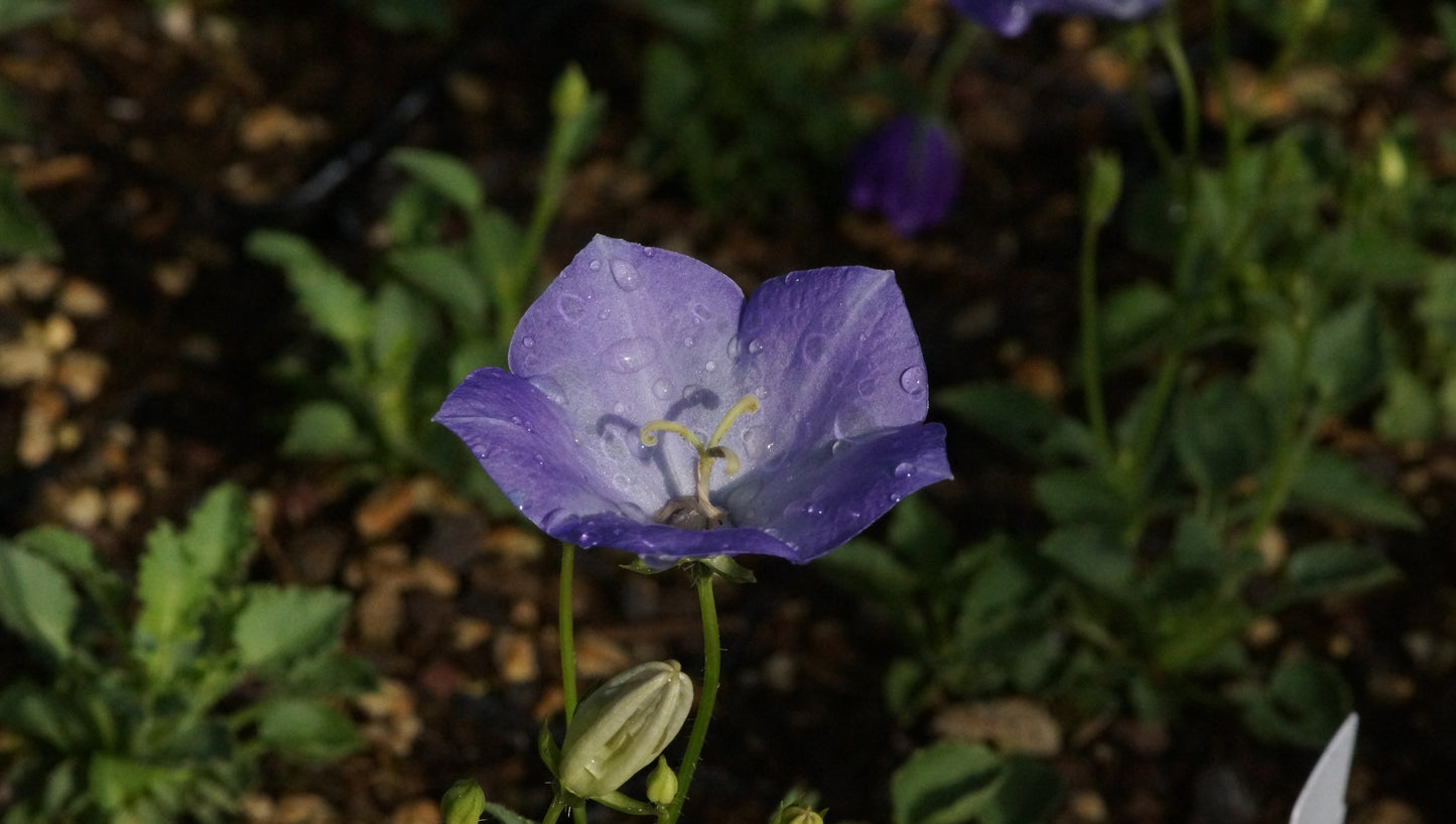 Campanula carpatica var. turbinata 'Karl Foerster' - Karpaten-Glockenblume