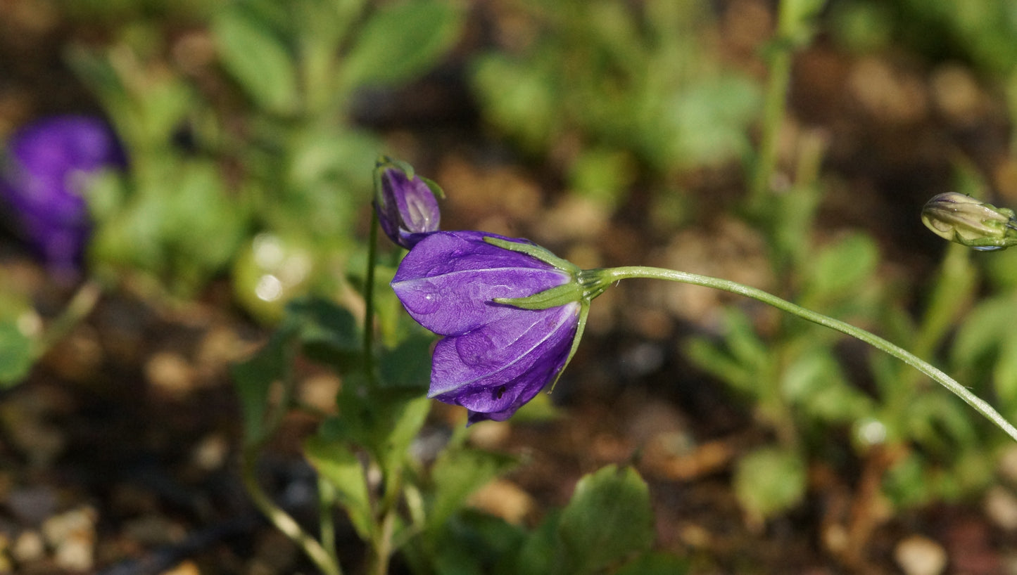 Campanula x pulloides 'G. F. Wilson' - Polster-Glockenblume