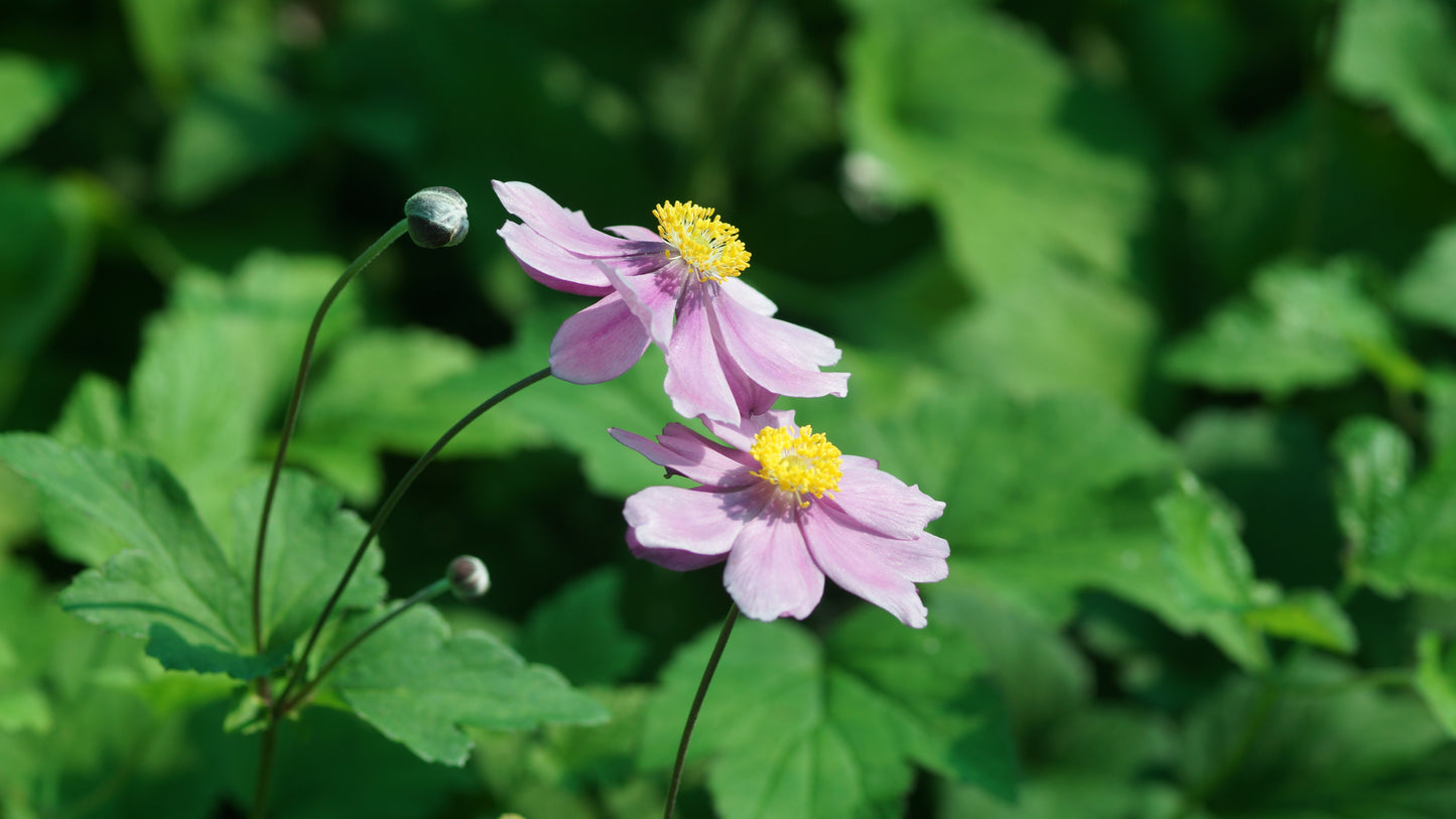 Anemone tomentosa 'Serenade' - Herbst-Anemone