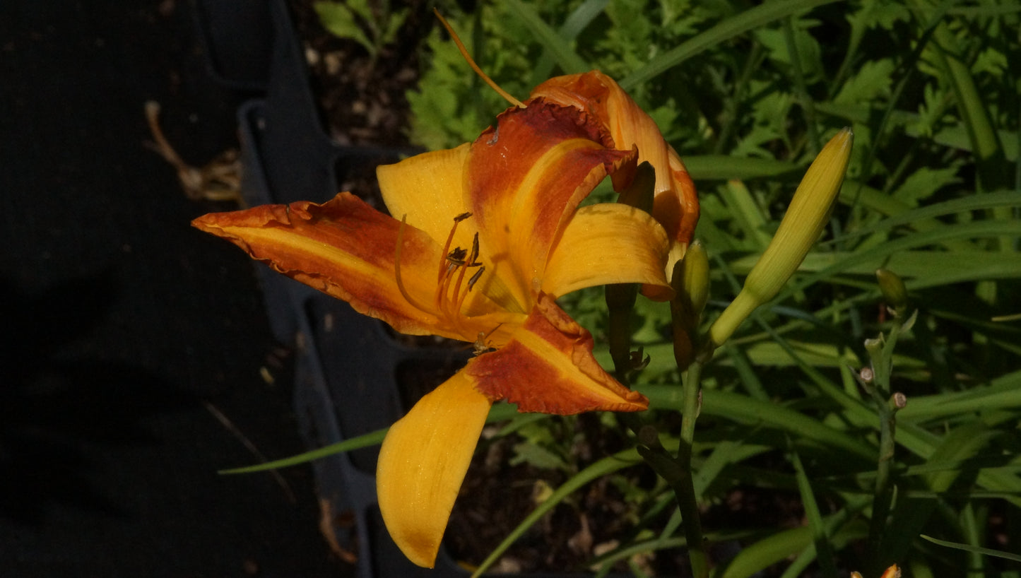 Hemerocallis Hybride 'Frans Hals' - Taglilie