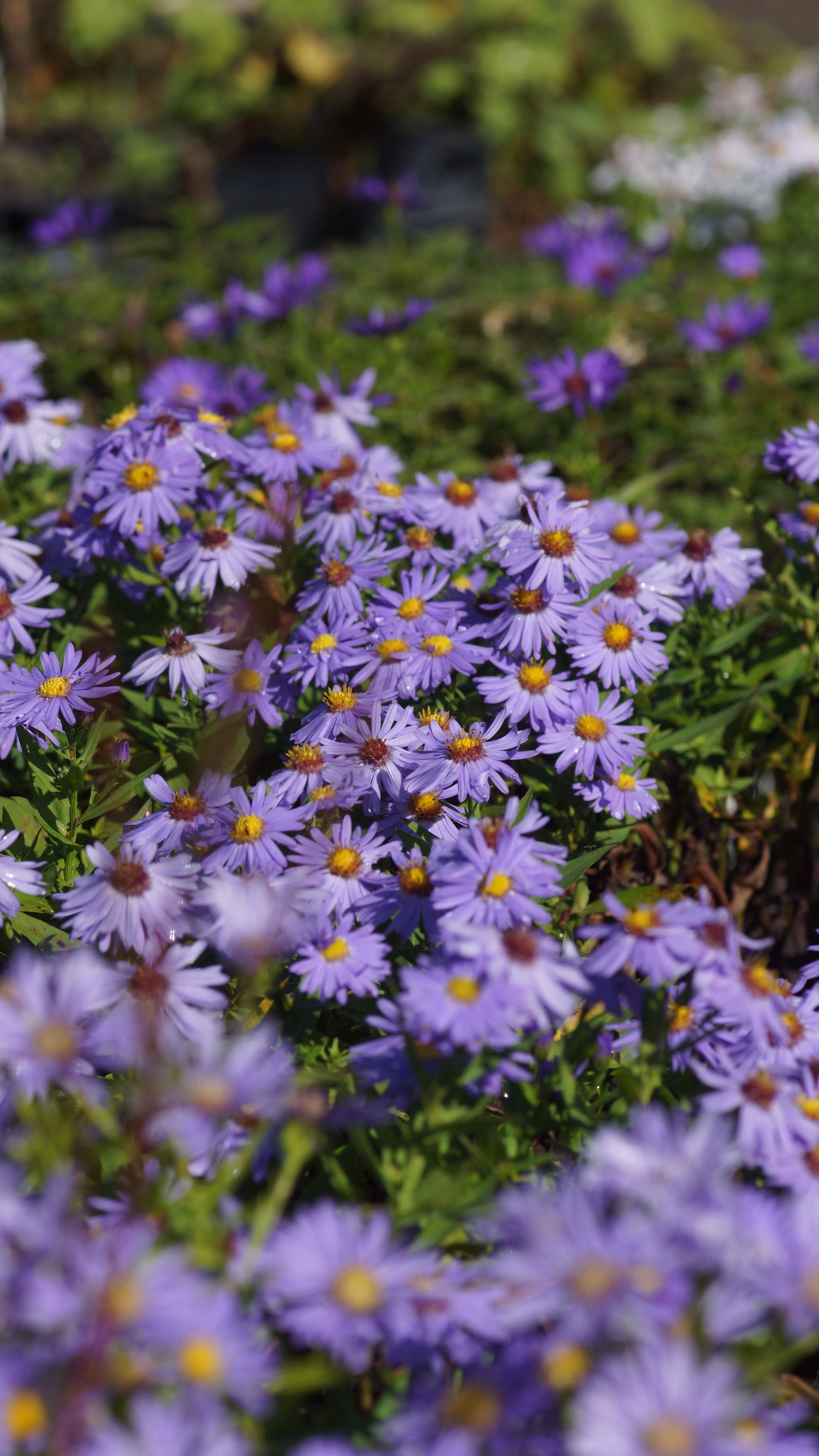 Aster dumosus 'Prof. Anton Kippenberg - Kissen-Aster