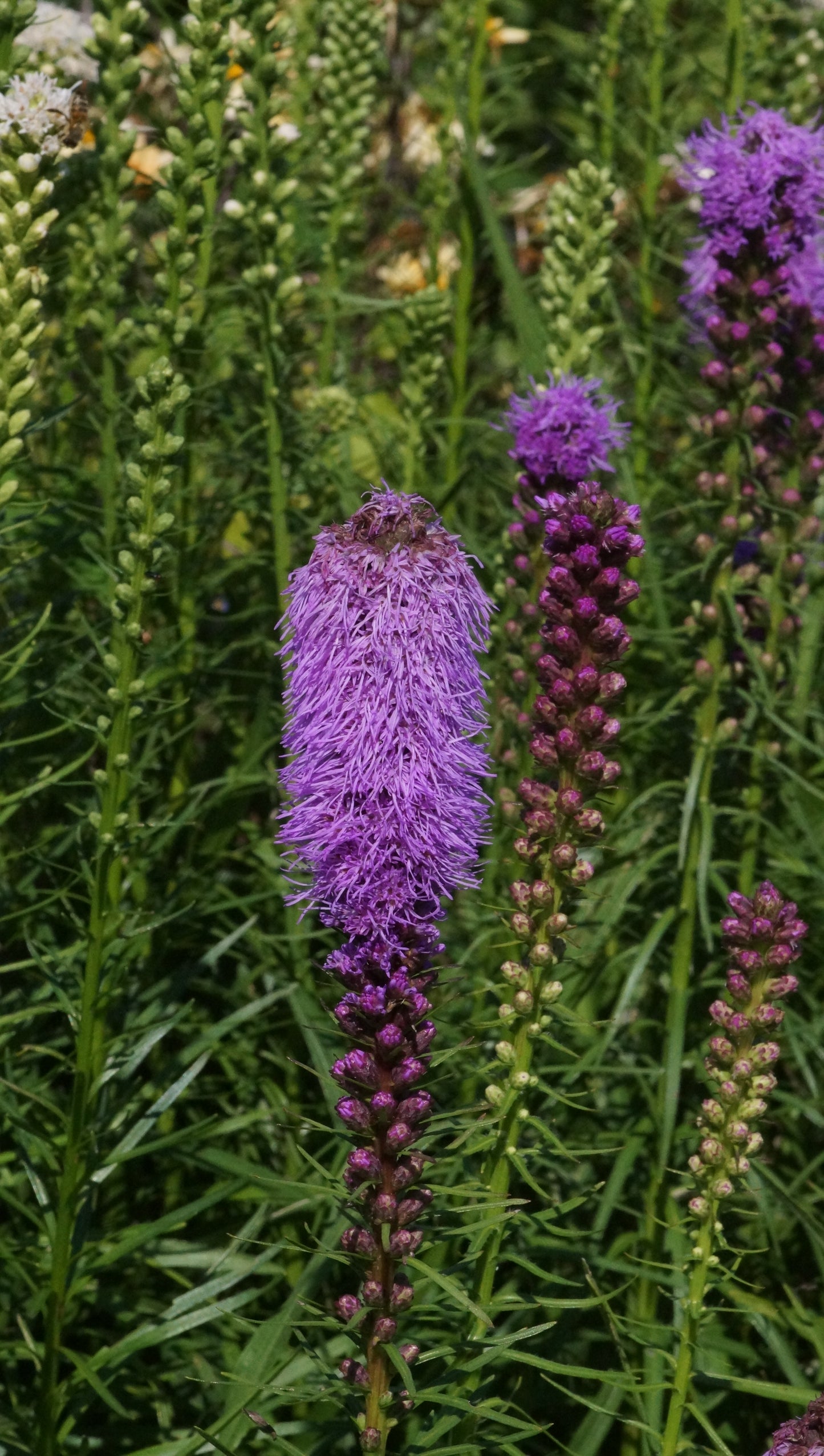 Liatris spicata 'Kobold' - Prachtscharte
