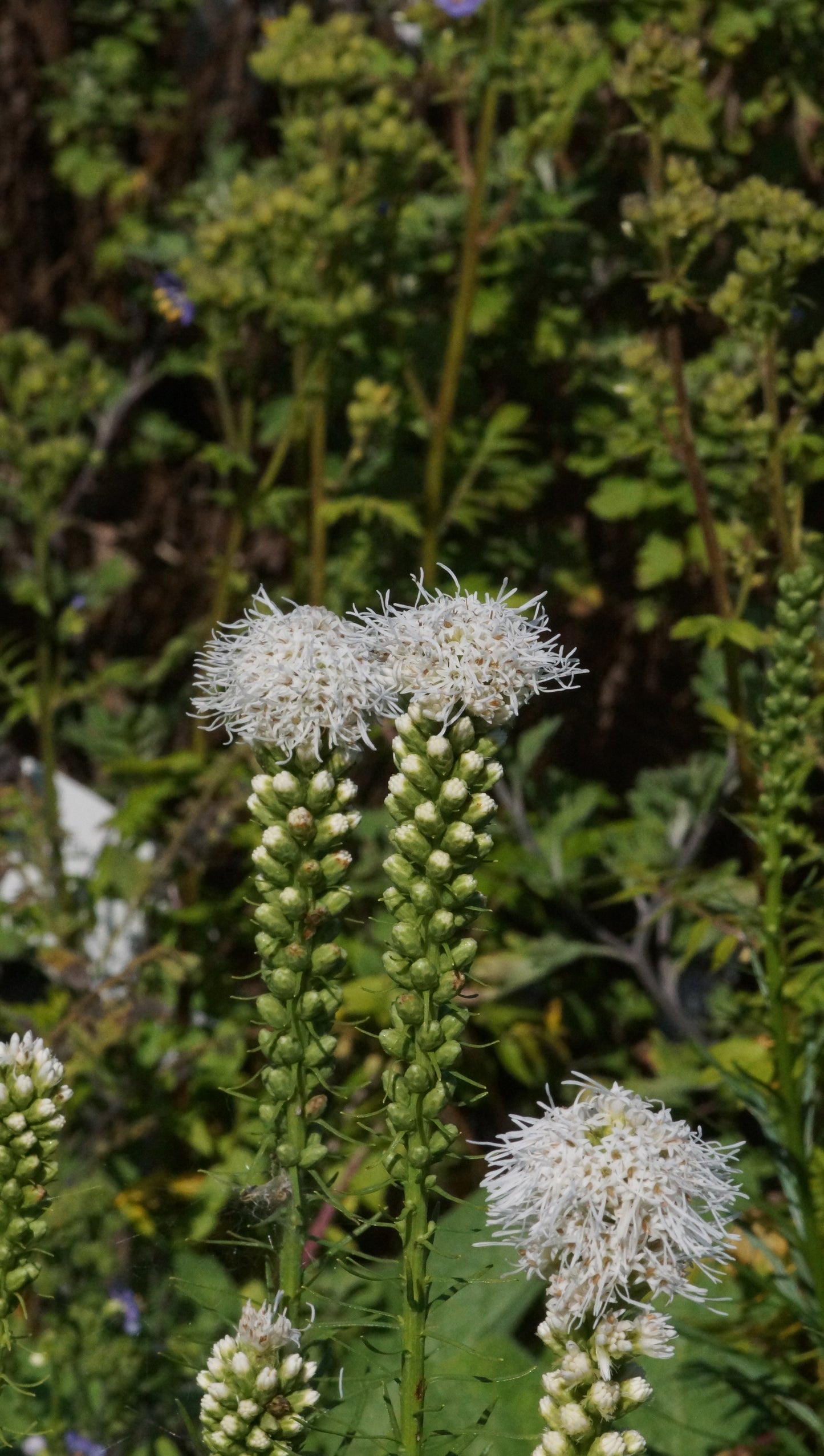 Liatris spicata 'Floristan White' - Weisse Prachtscharte