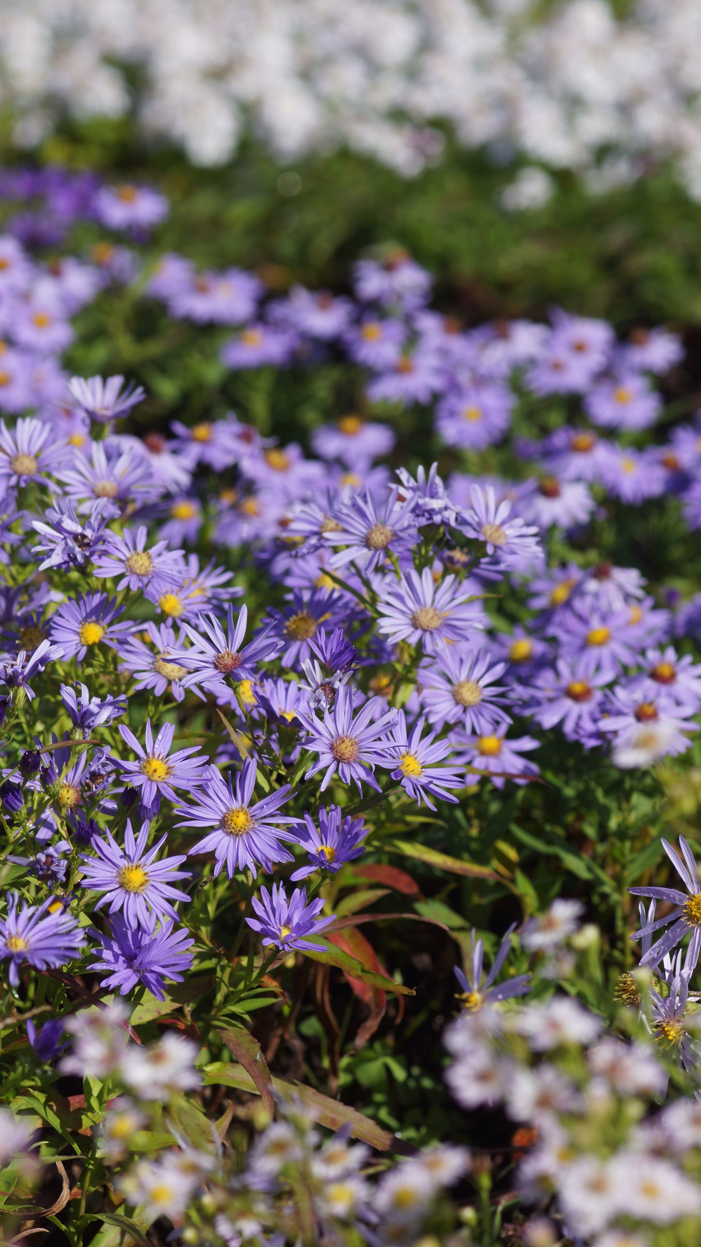 Aster dumosus 'Mittelmeer' - Kissen-Aster