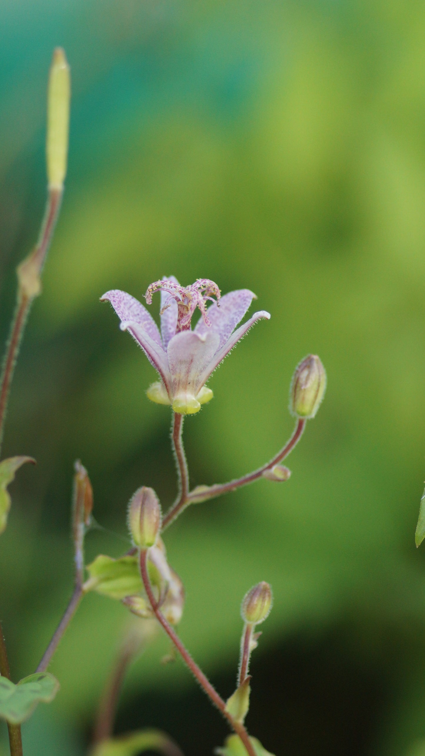 Tricyrtis formosana 'Spotted Toad' - Krötenlilie