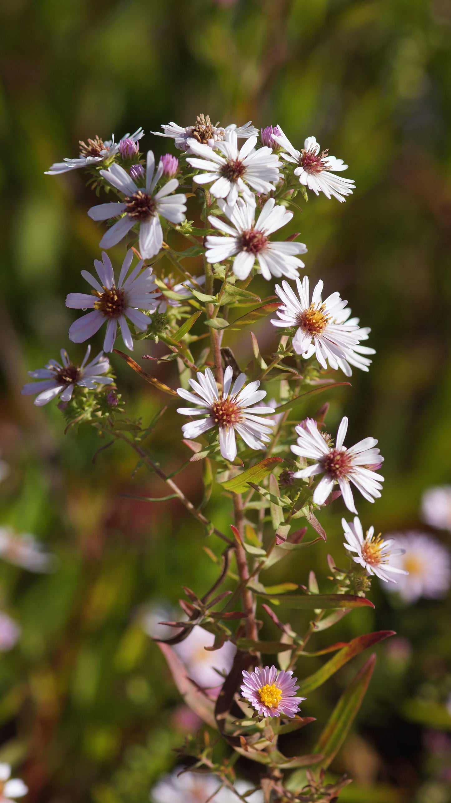 Aster x amethystinus 'Kylie' - Amethyst-Aster