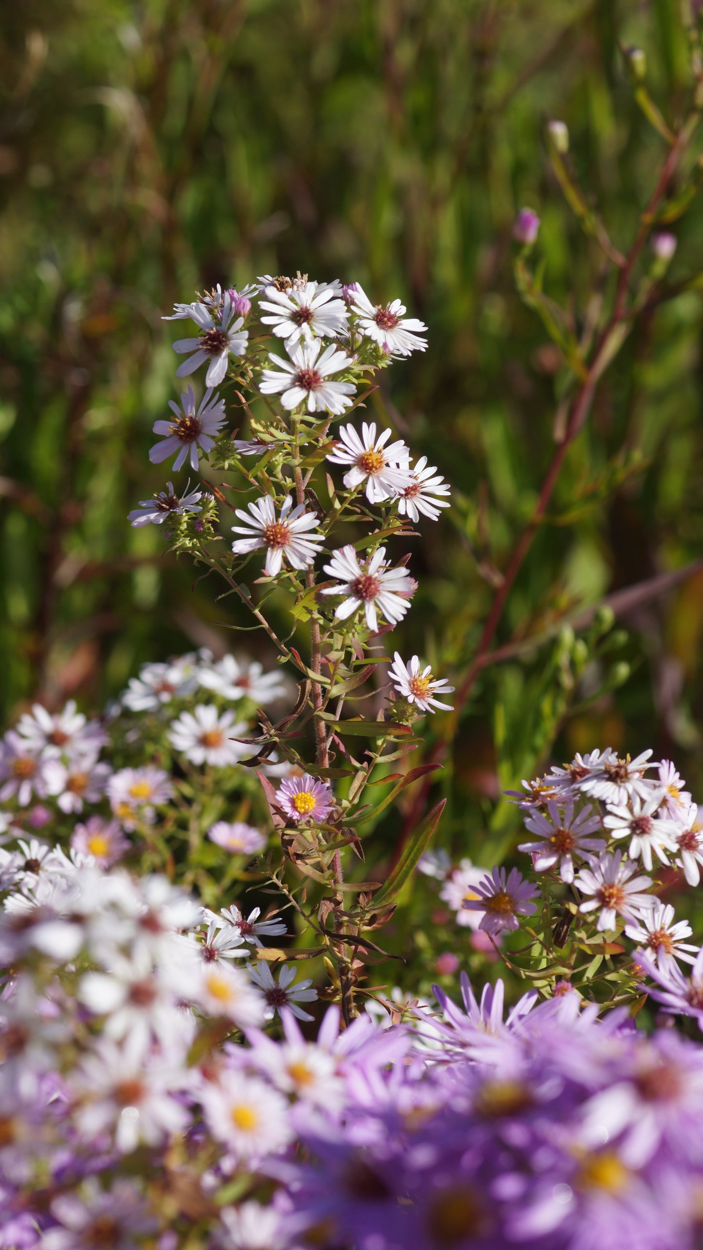 Aster x amethystinus 'Kylie' - Amethyst-Aster
