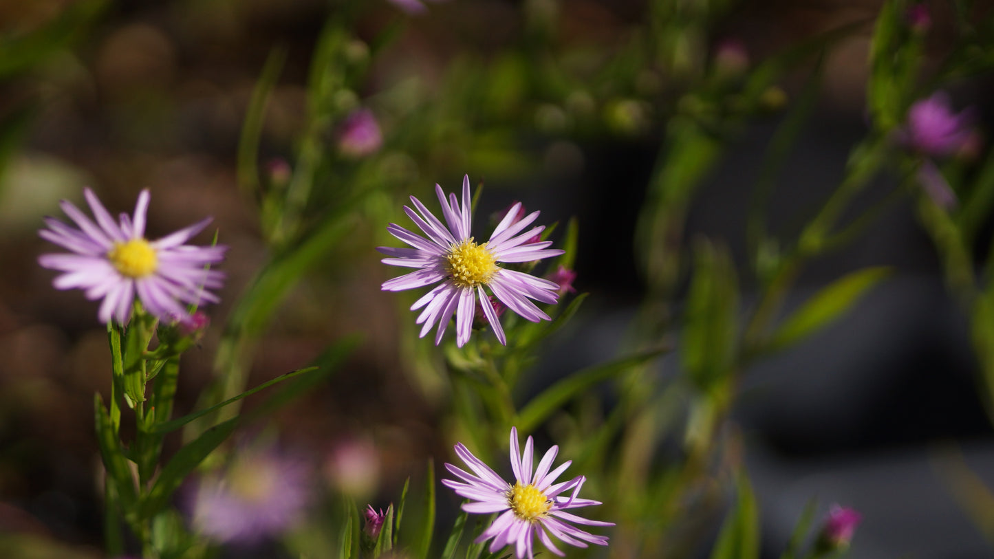 Aster pringlei 'Pink Star' - Myrten-Aster