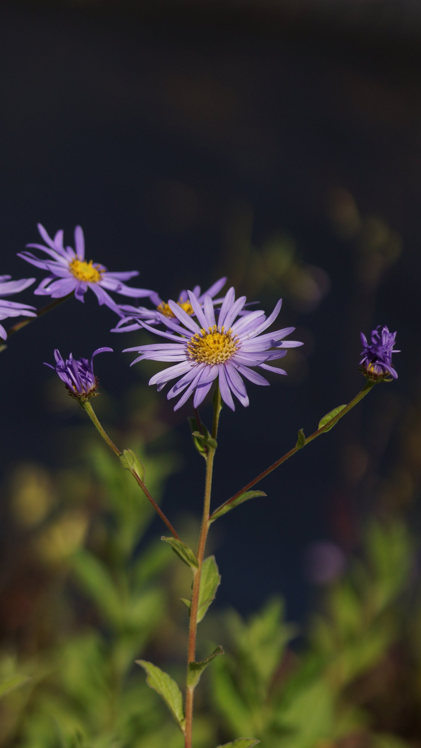 Aster x frikartii 'Mönch' - Frikarts Aster