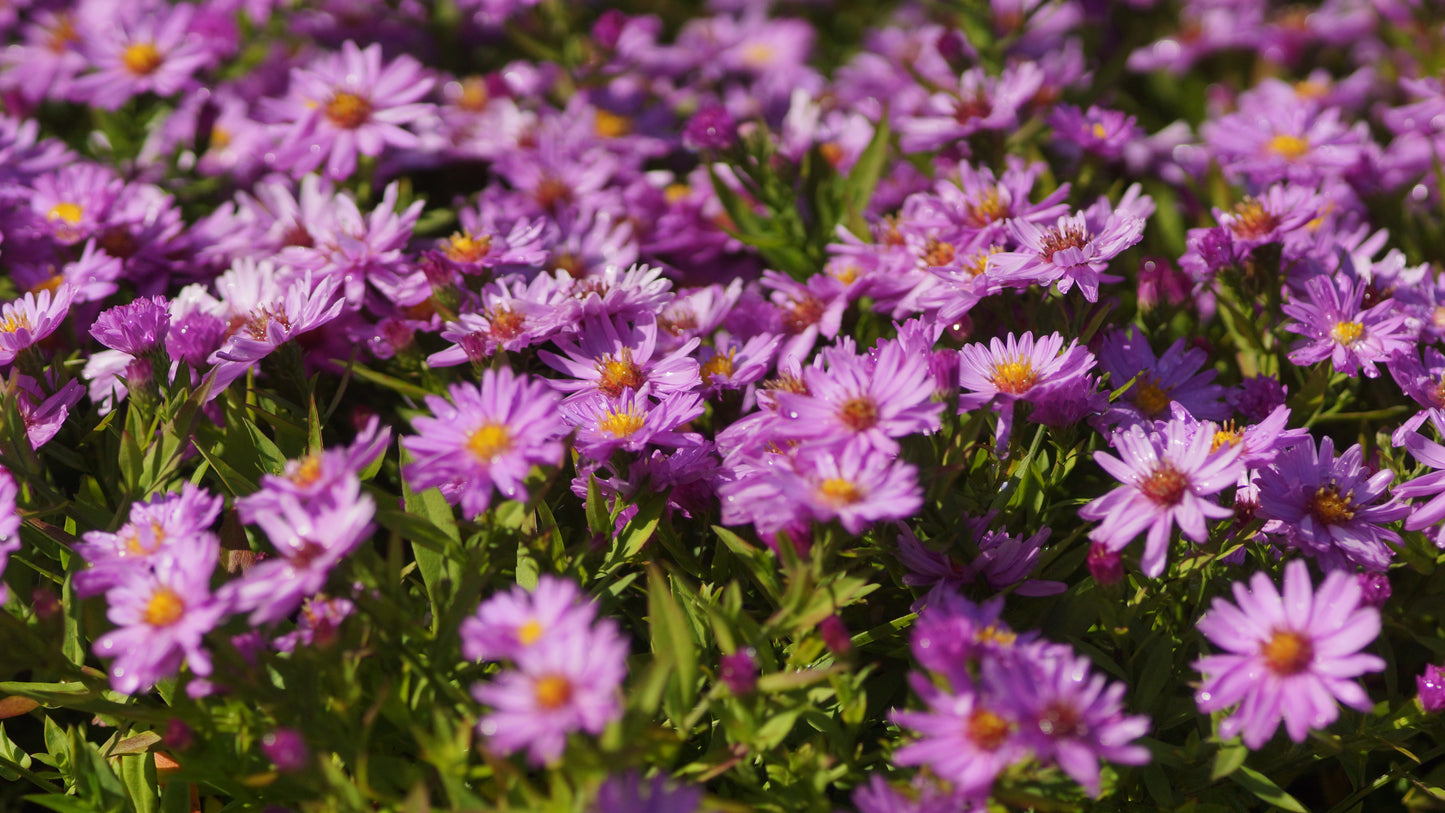 Aster dumosus 'Rosenwichtel - Kissen-Aster