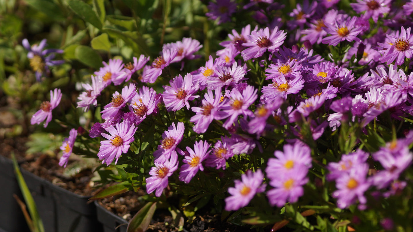 Aster dumosus 'Rosenwichtel - Kissen-Aster