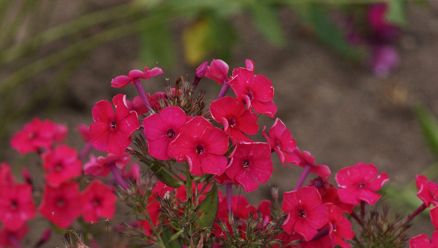 Phlox paniculata 'Red Riding Hood' - Hoher Stauden-Phlox