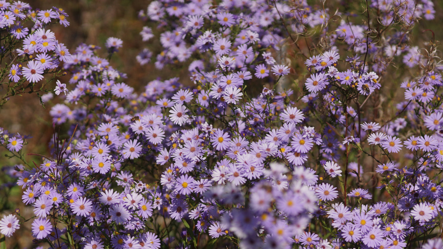Aster laevis 'Blaulicht' - Glatte Aster