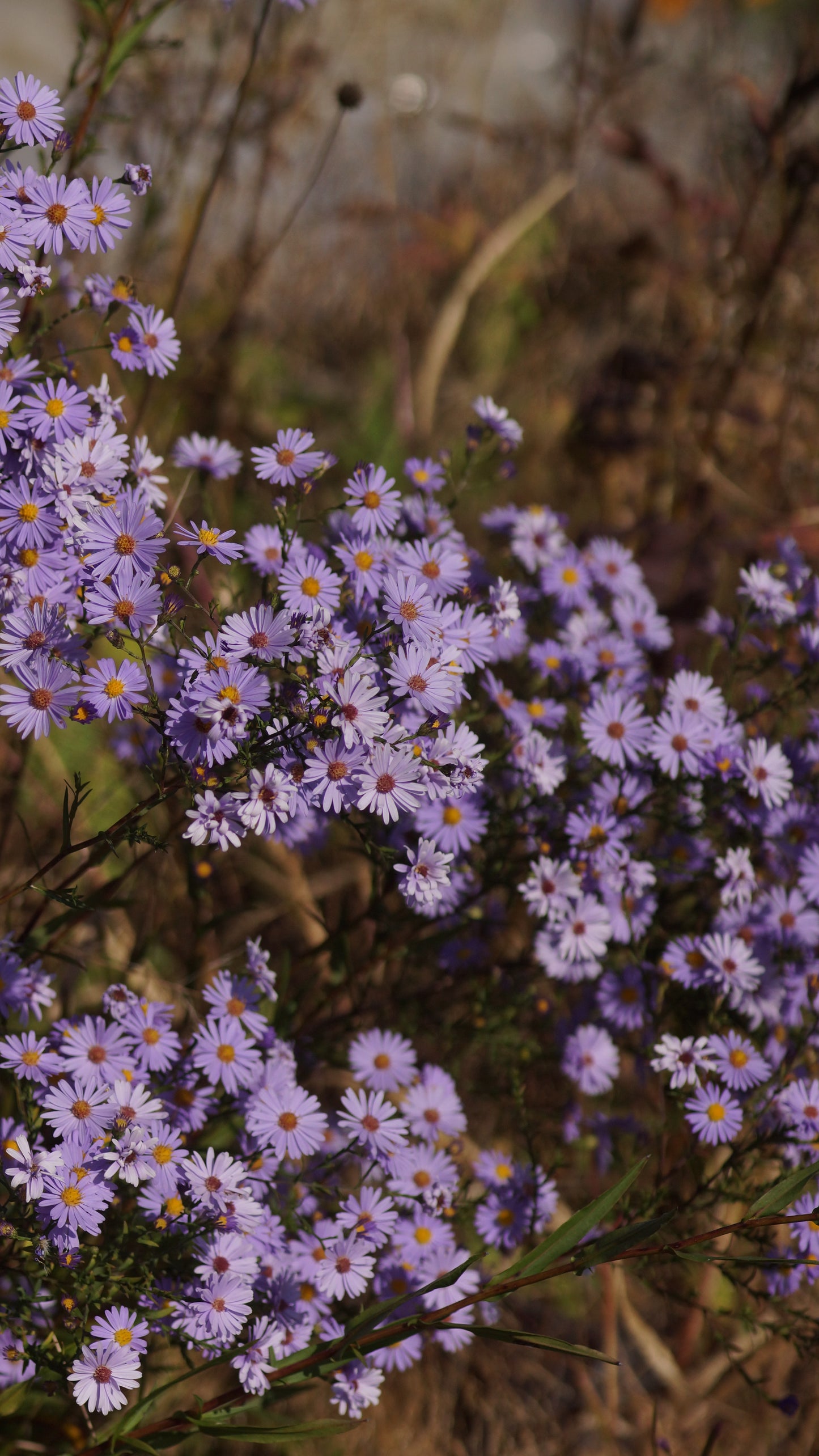 Aster laevis 'Blaulicht' - Glatte Aster