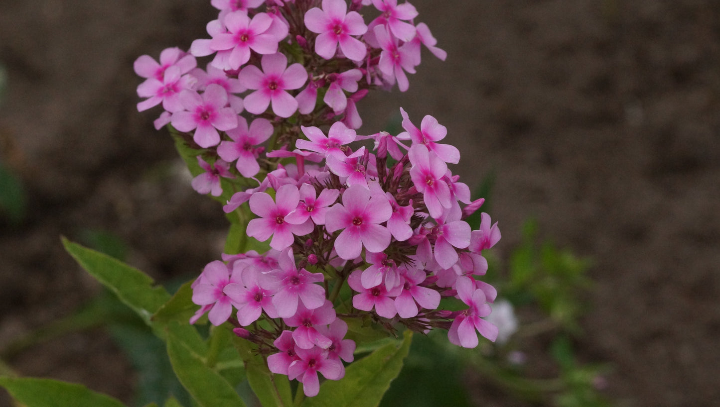 Phlox paniculata 'Marjellchen' - Hoher Stauden-Phlox