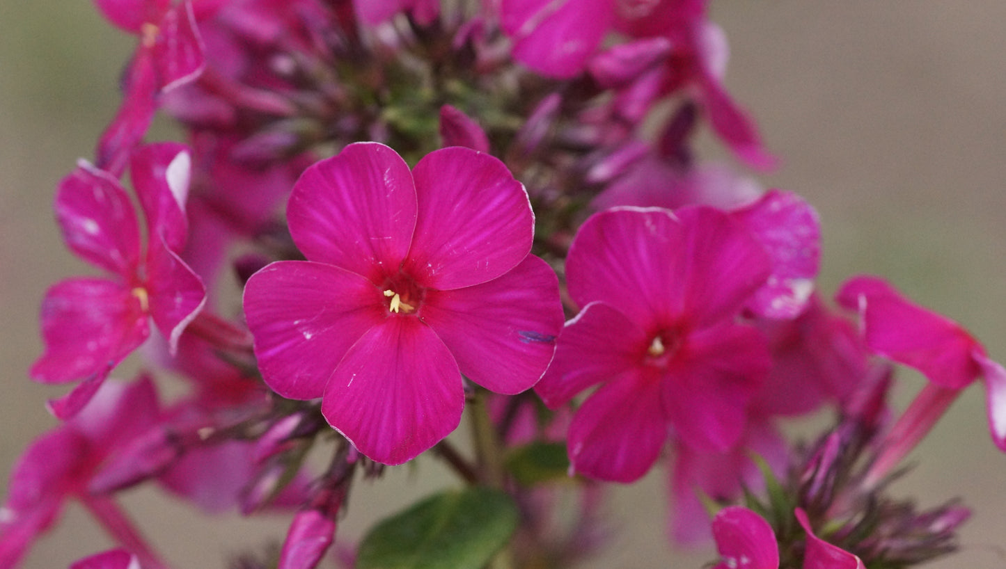 Phlox paniculata 'Kirchenfürst' - Hoher Stauden-Phlox