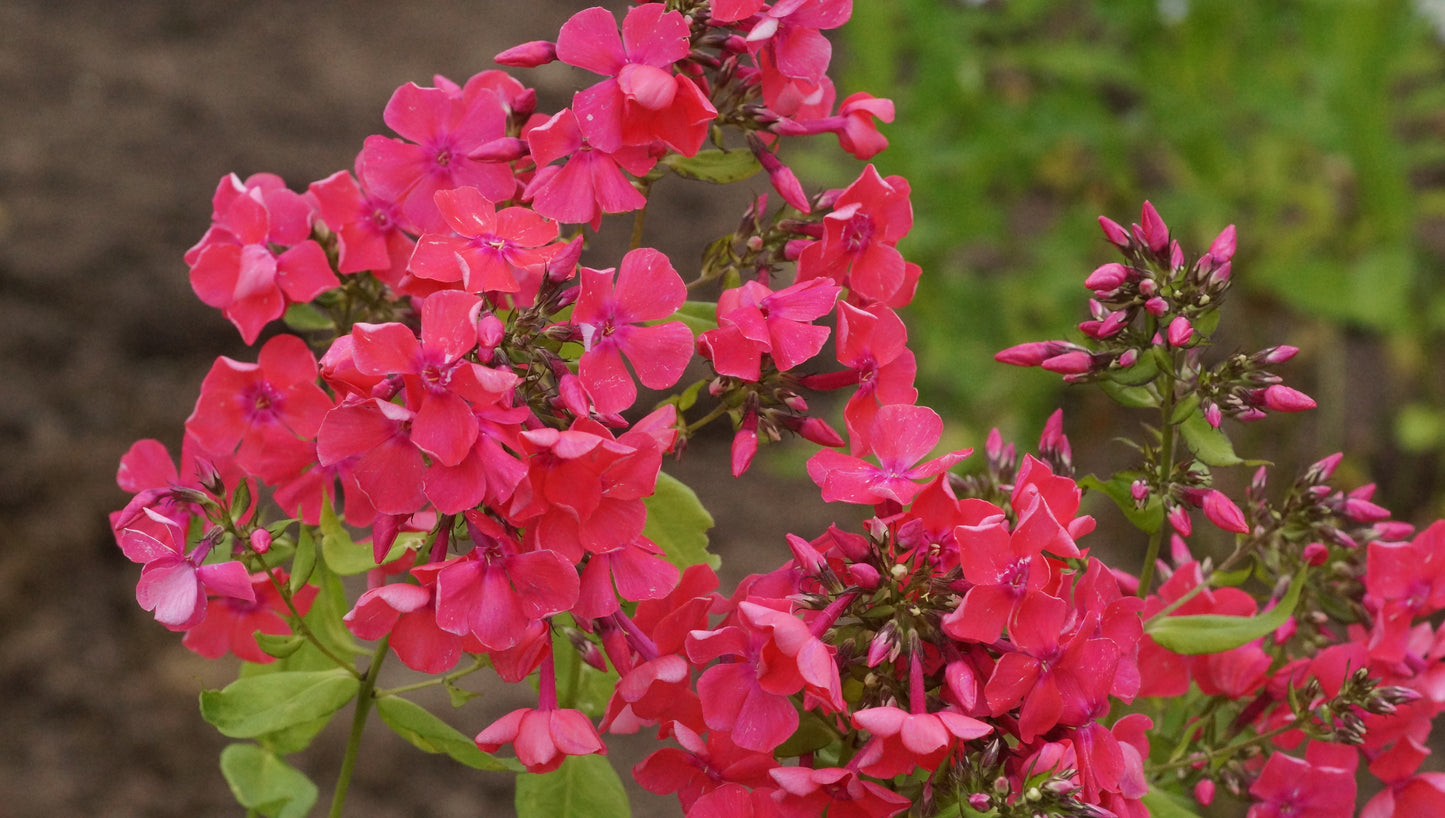 Phlox paniculata 'Siegessäule' - Hoher Stauden-Phlox