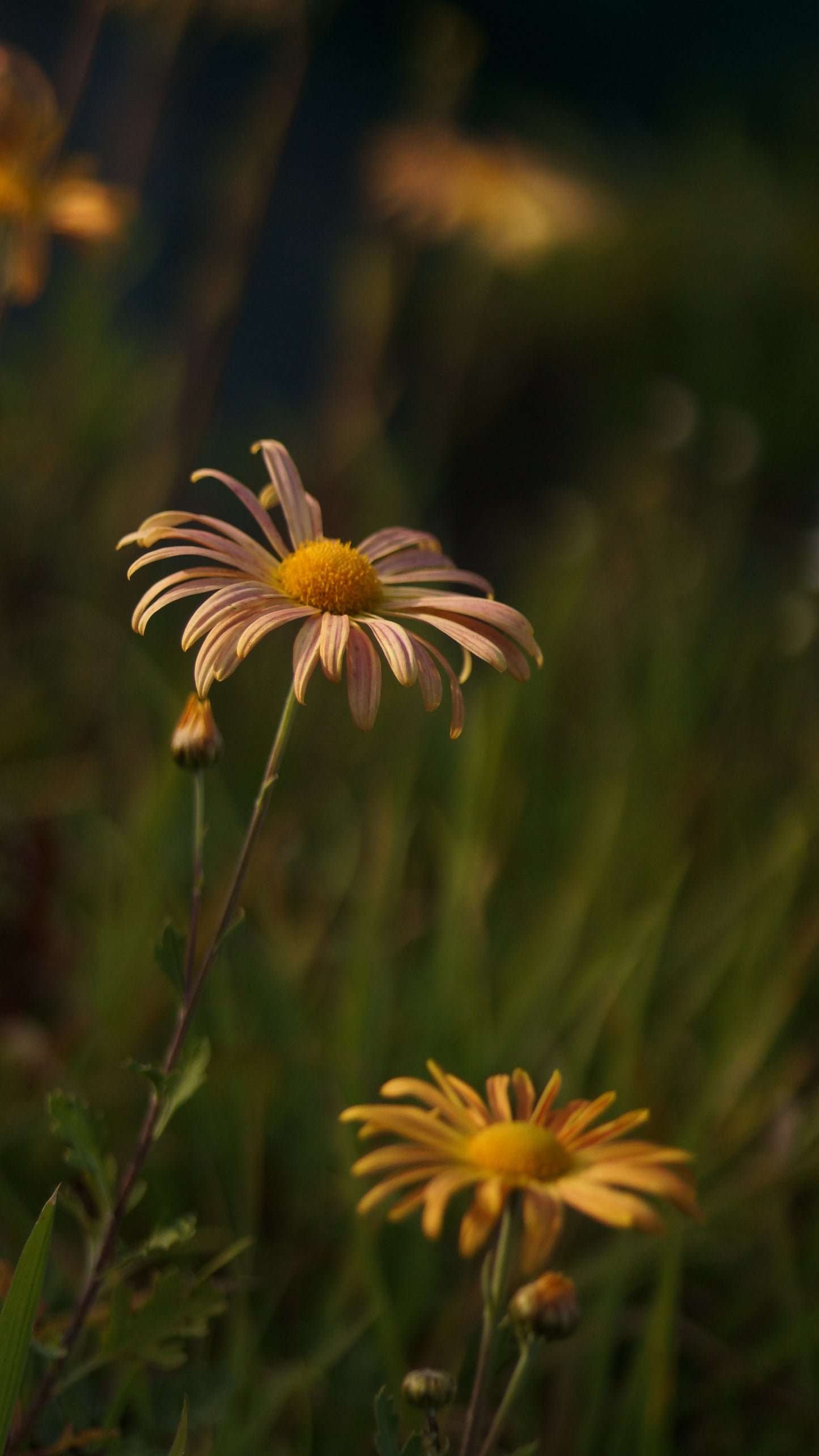 Chrysanthemum Zawadskii-Hybride 'Mary Stoker' - Herbst-Chrysantheme