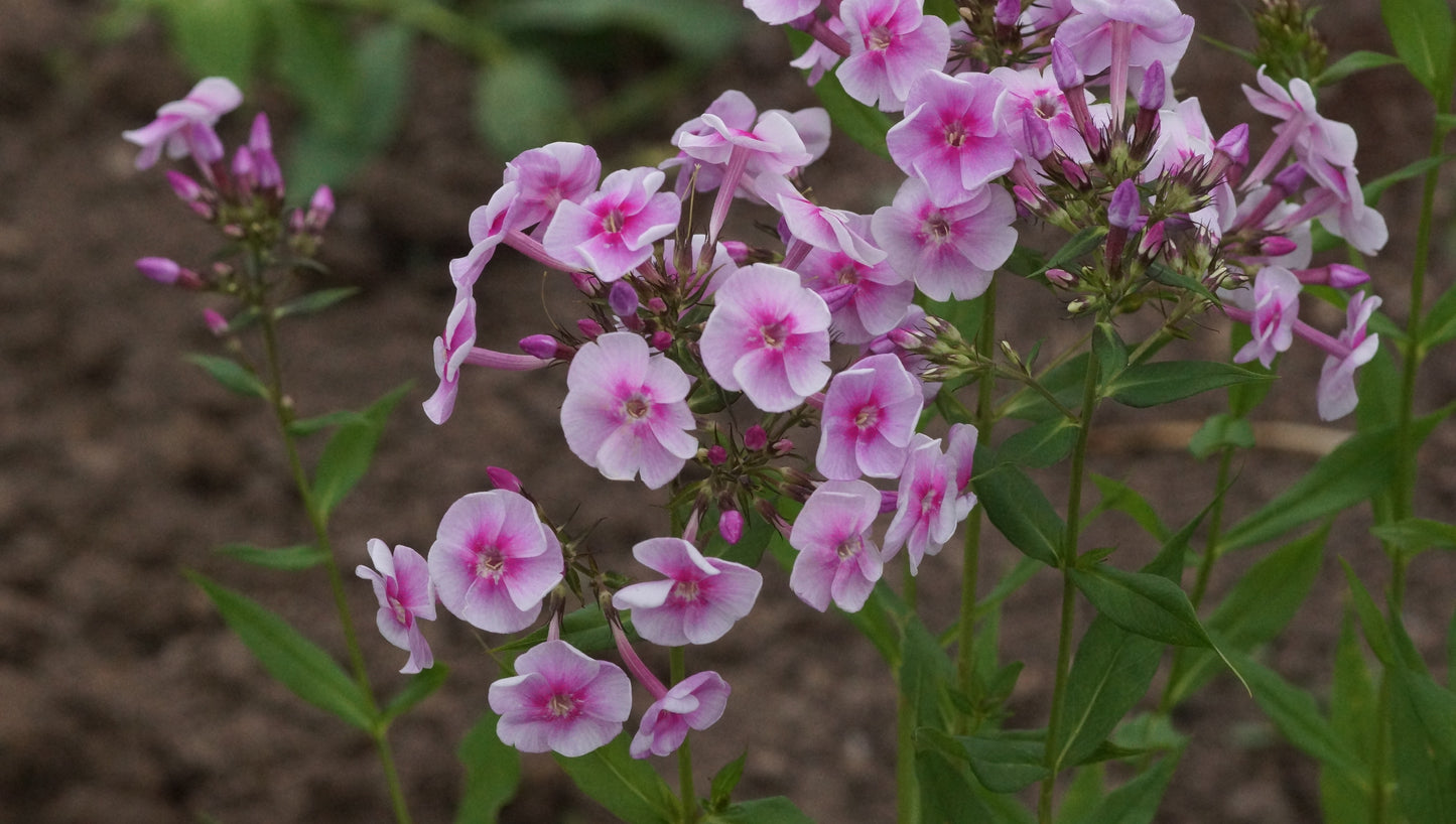 Phlox paniculata 'Apanatschi' - Hoher Stauden-Phlox