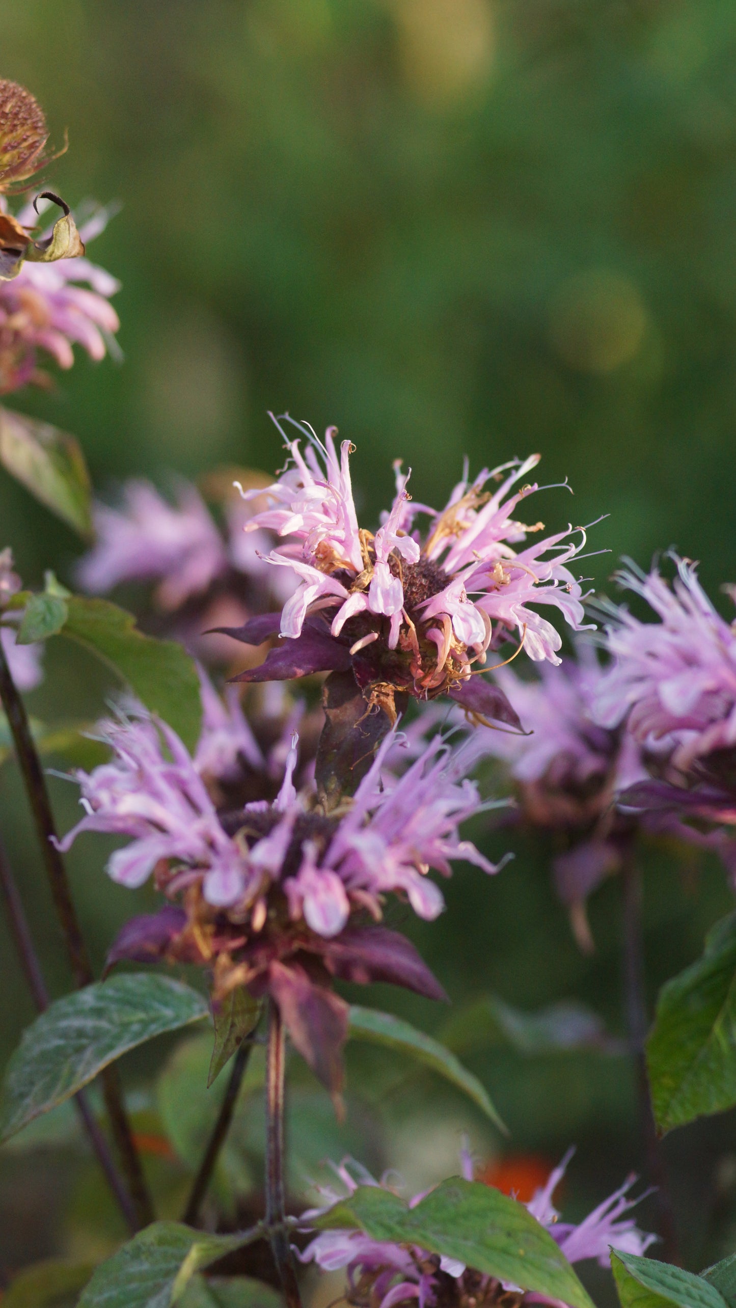 Monarda Fistulosa-Hybride 'Beauty of Cobham' - Goldmelisse