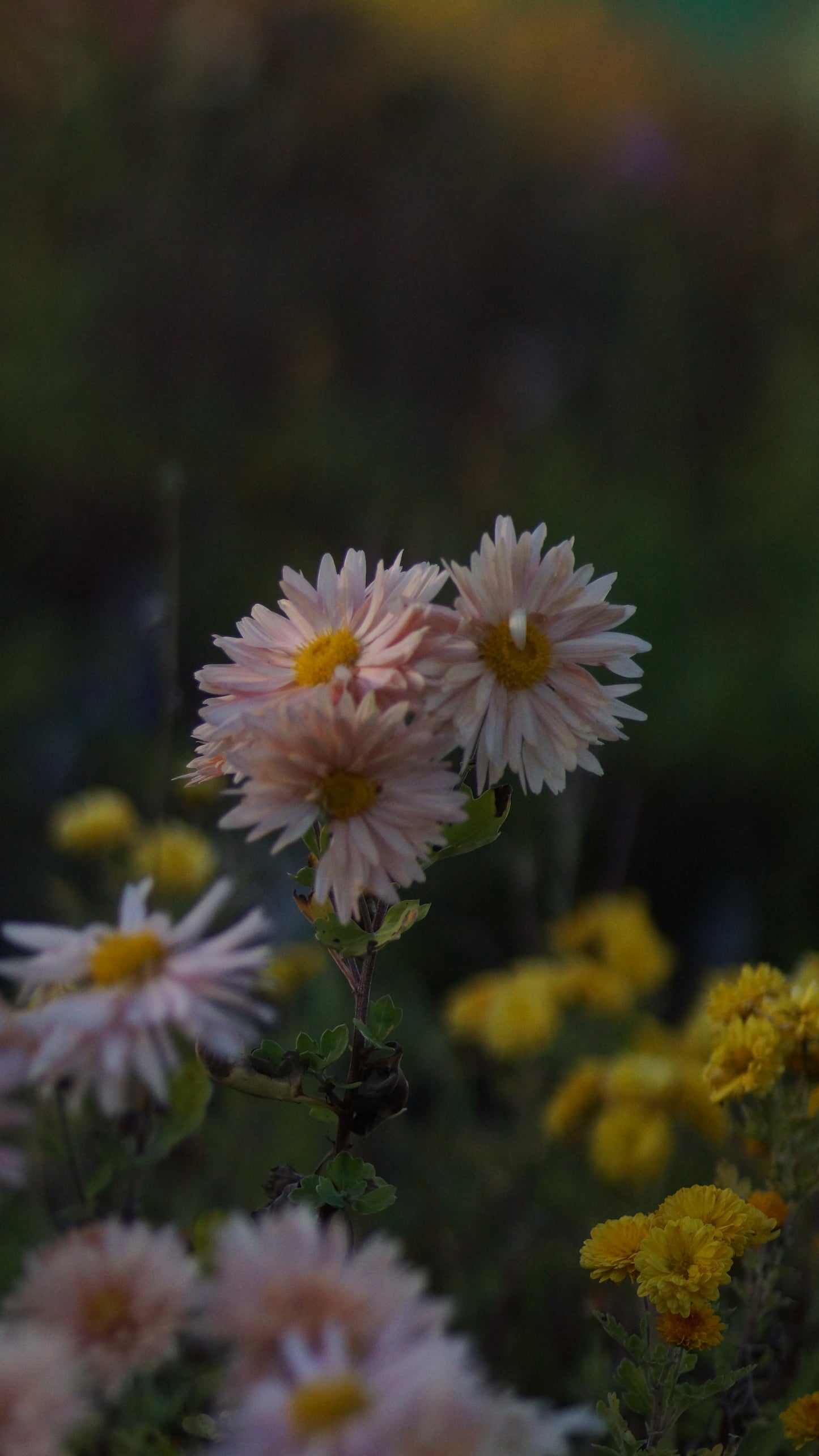 Chrysanthemum Indicum-Hybride 'Apricote Slowenian' - Herbst-Chrysantheme