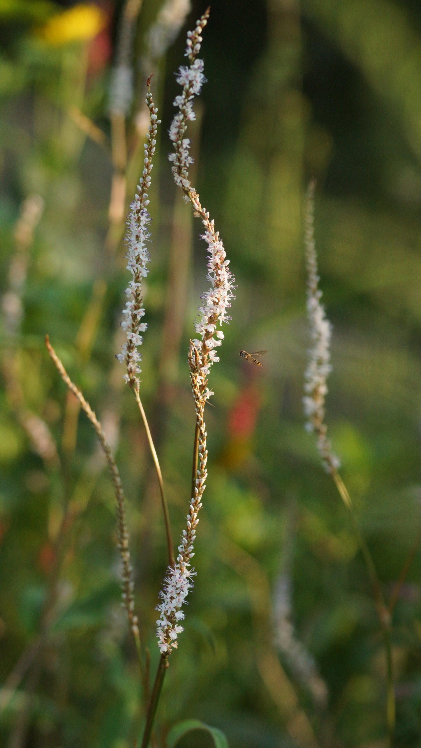Persicaria amplexicaulis 'Alba' - Kerzenknötrich