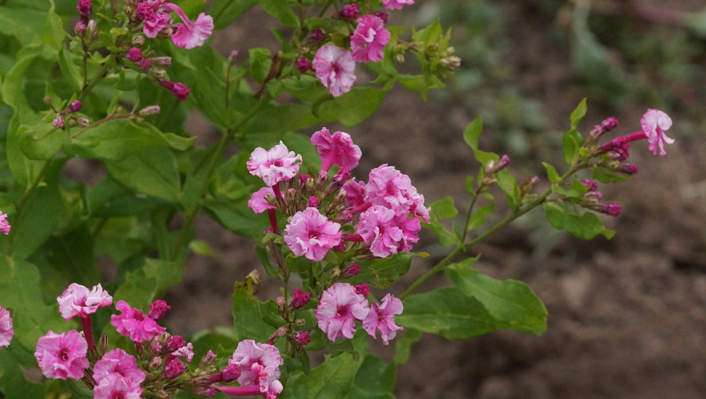 Phlox paniculata 'Schneeweisschen und Rosenrot' - Hoher Stauden-Phlox