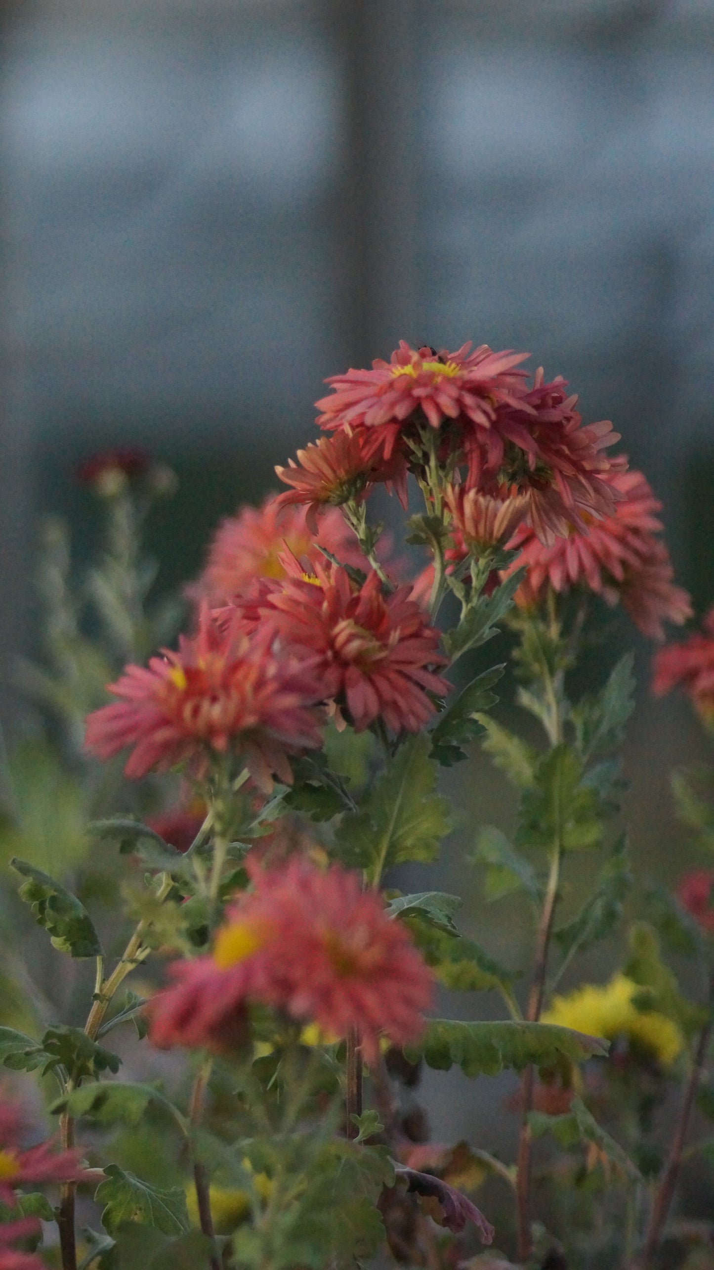 Chrysanthemum Indicum-Hybride 'Siecle' - Herbst-Chrysantheme