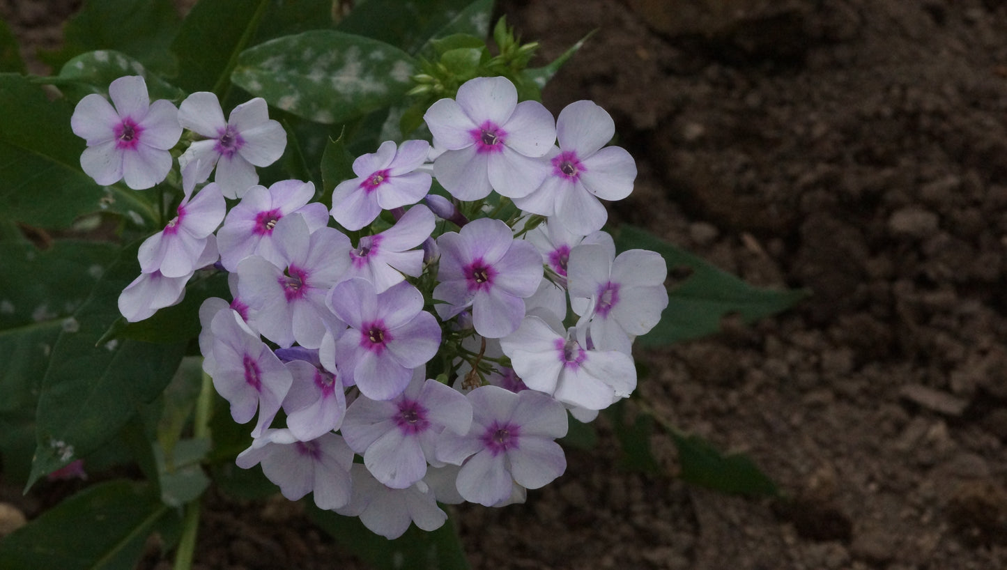Phlox paniculata 'Zoluschka' - Hoher Stauden-Phlox