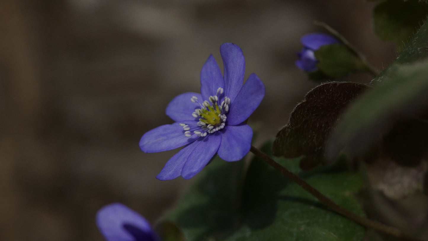Hepatica transsilvanica - Siebenbürger Leberblümchen