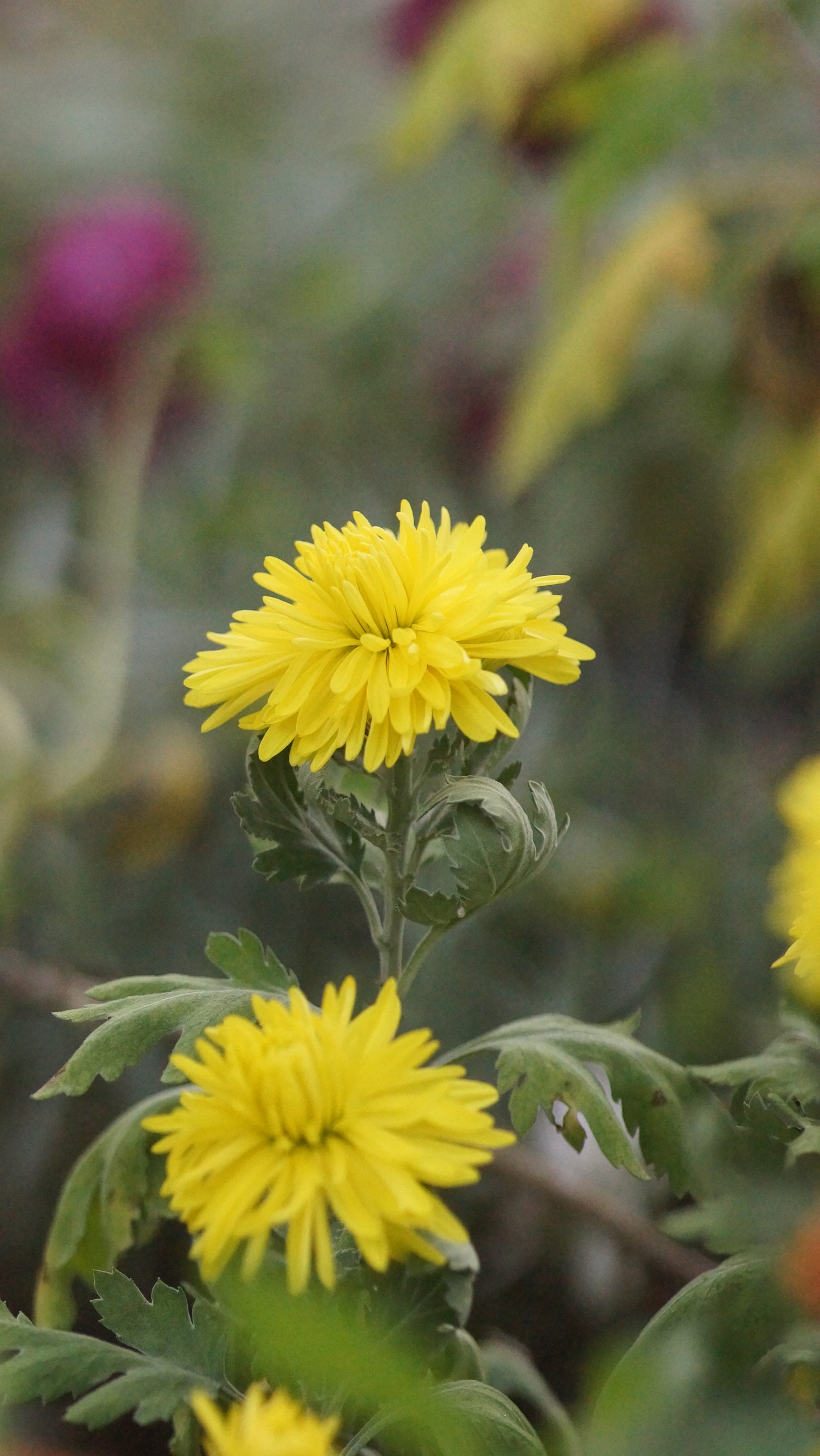 Chrysanthemum Indicum-Hybride 'Luce' - Herbst-Chrysantheme