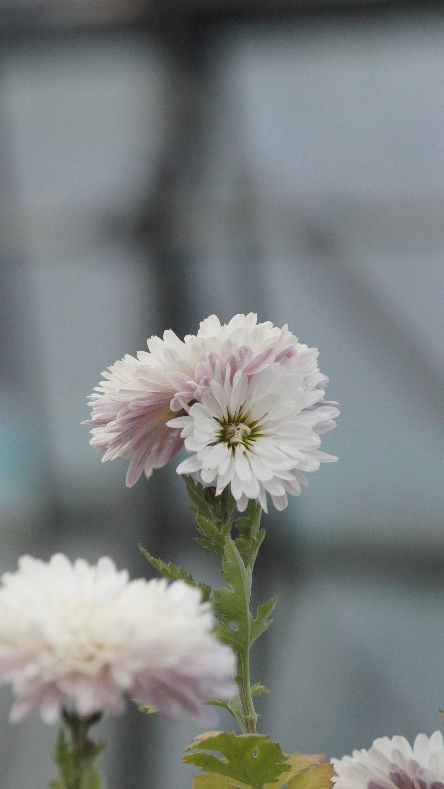 Chrysanthemum Indicum-Hybride 'Mutrux' - Herbst-Chrysantheme