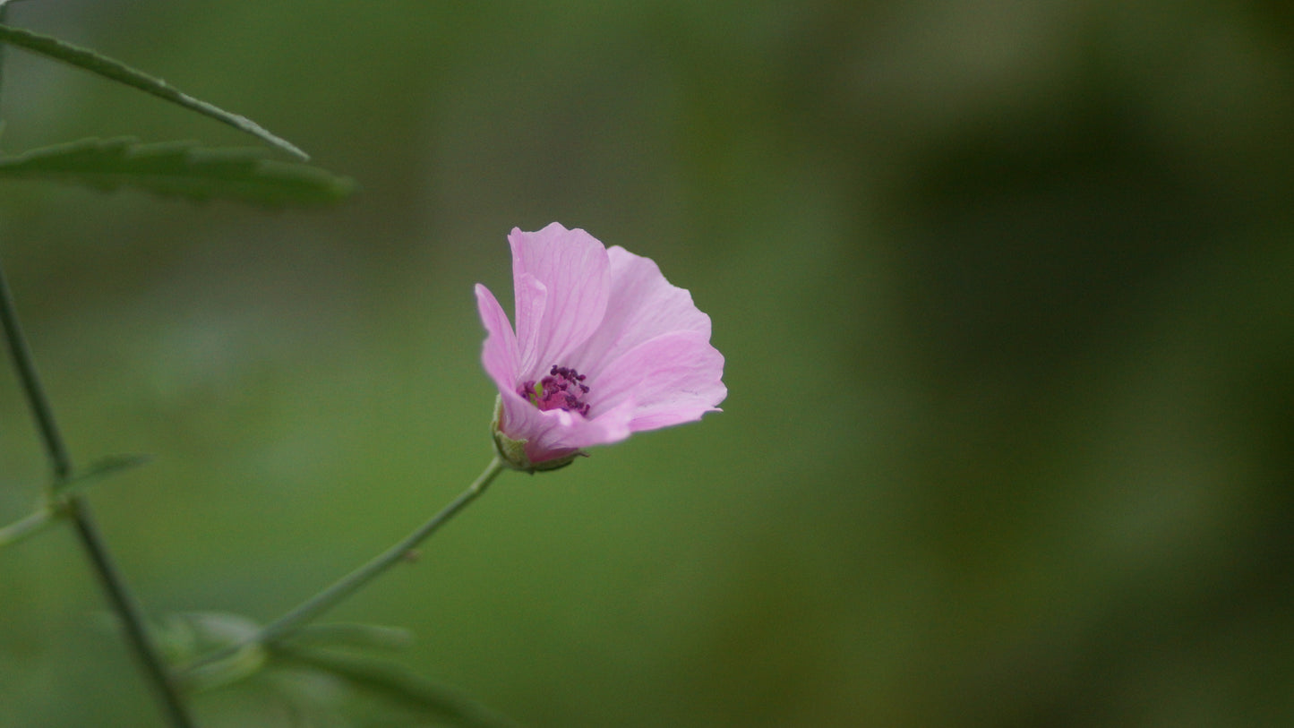 Althea cannabina - Hanfblättriger Eibisch