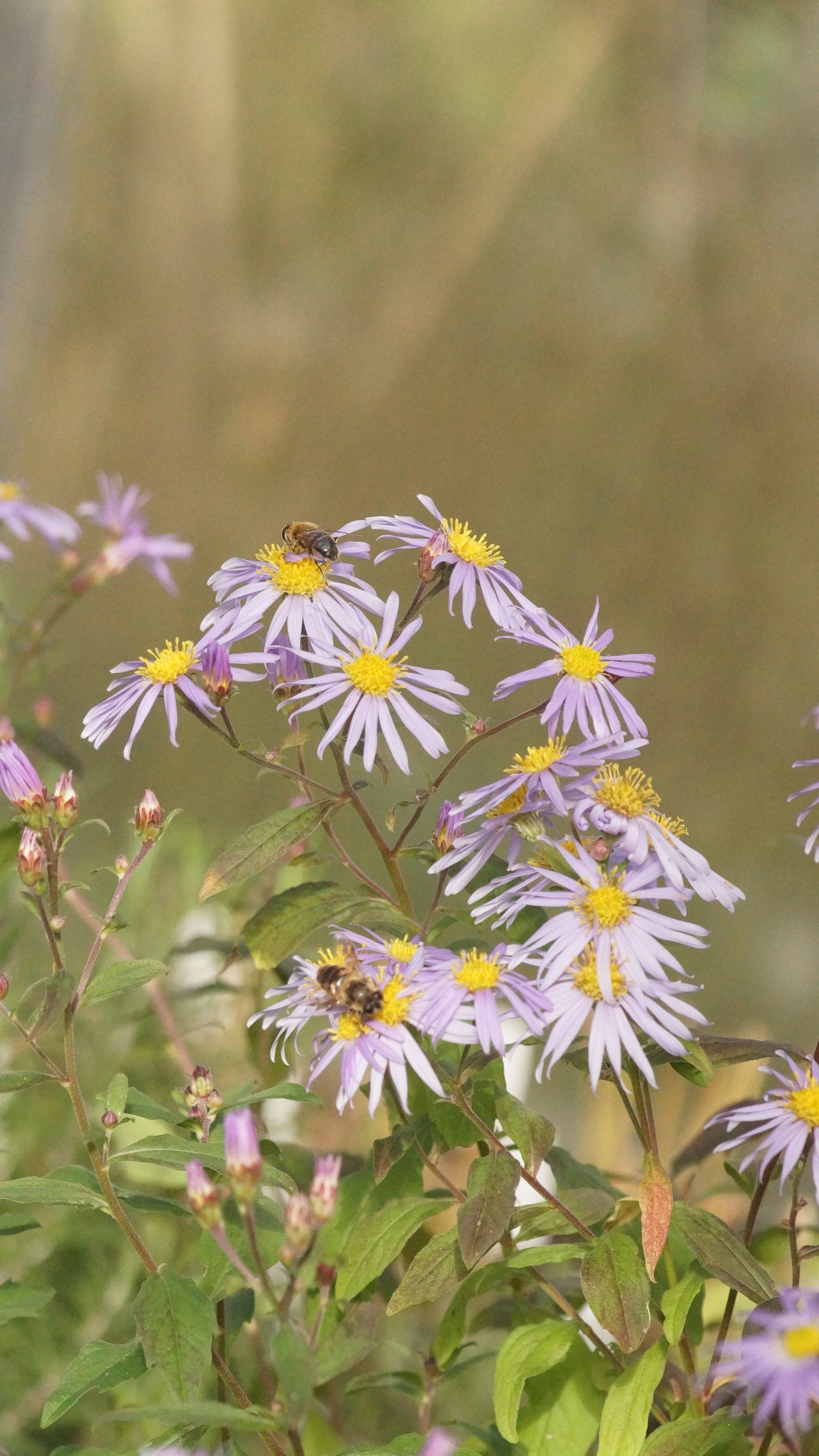 Aster ageratoides 'Eleven Purple' - Wild-Aster
