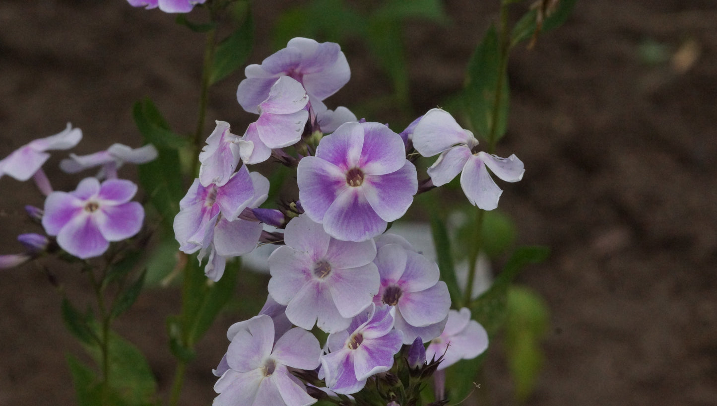 Phlox paniculata 'Violetta Gloriosa' - Hoher Stauden-Phlox