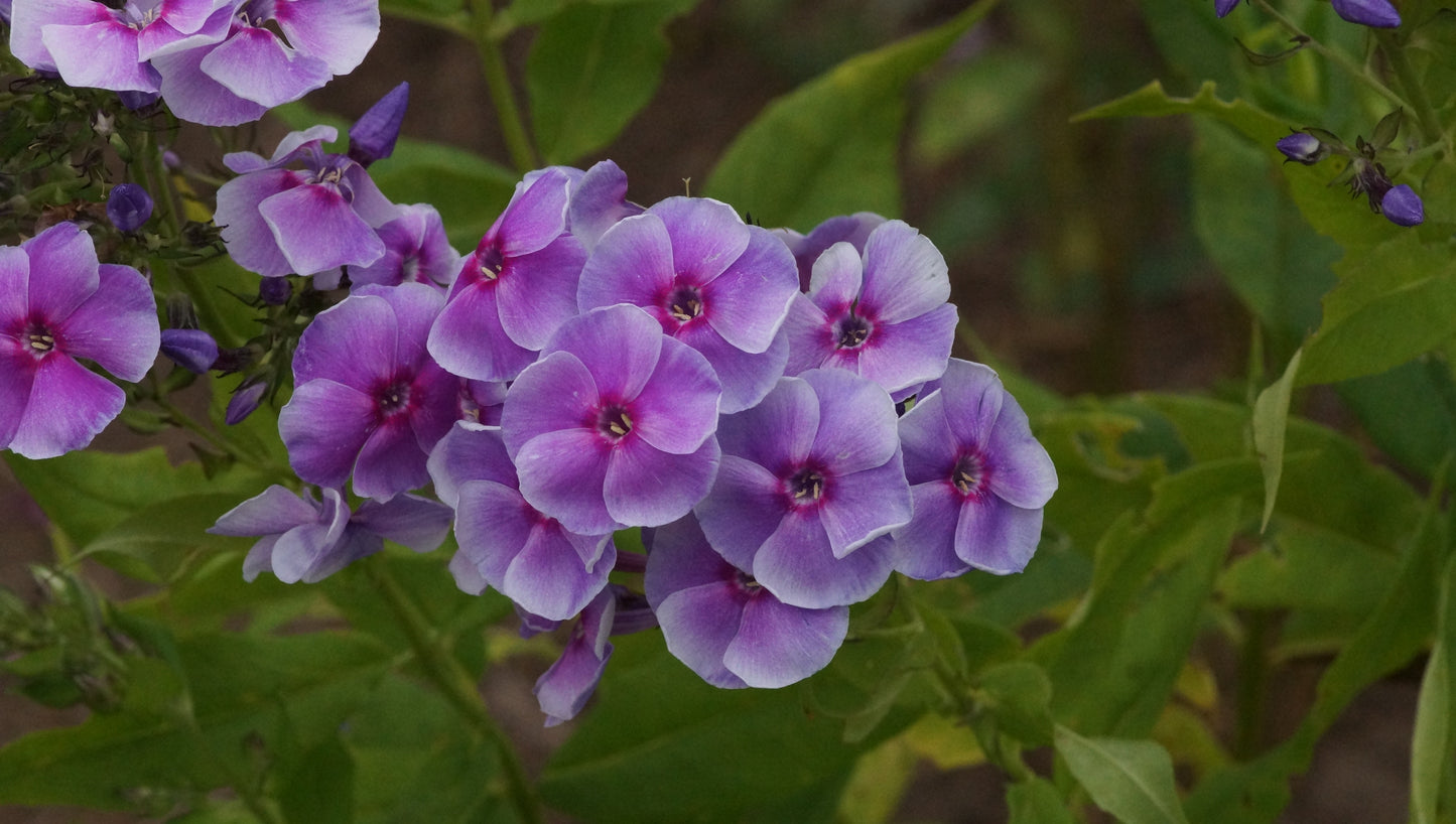 Phlox paniculata 'Gräfin von Schwerin' - Hoher Stauden-Phlox