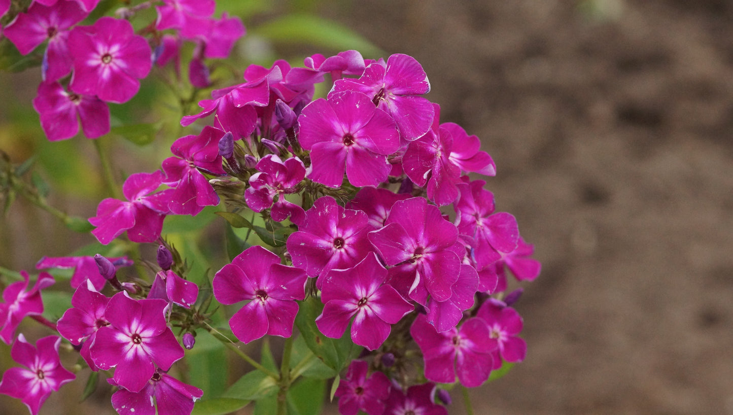 Phlox paniculata 'Wennschondennschon' - Hoher Stauden-Phlox
