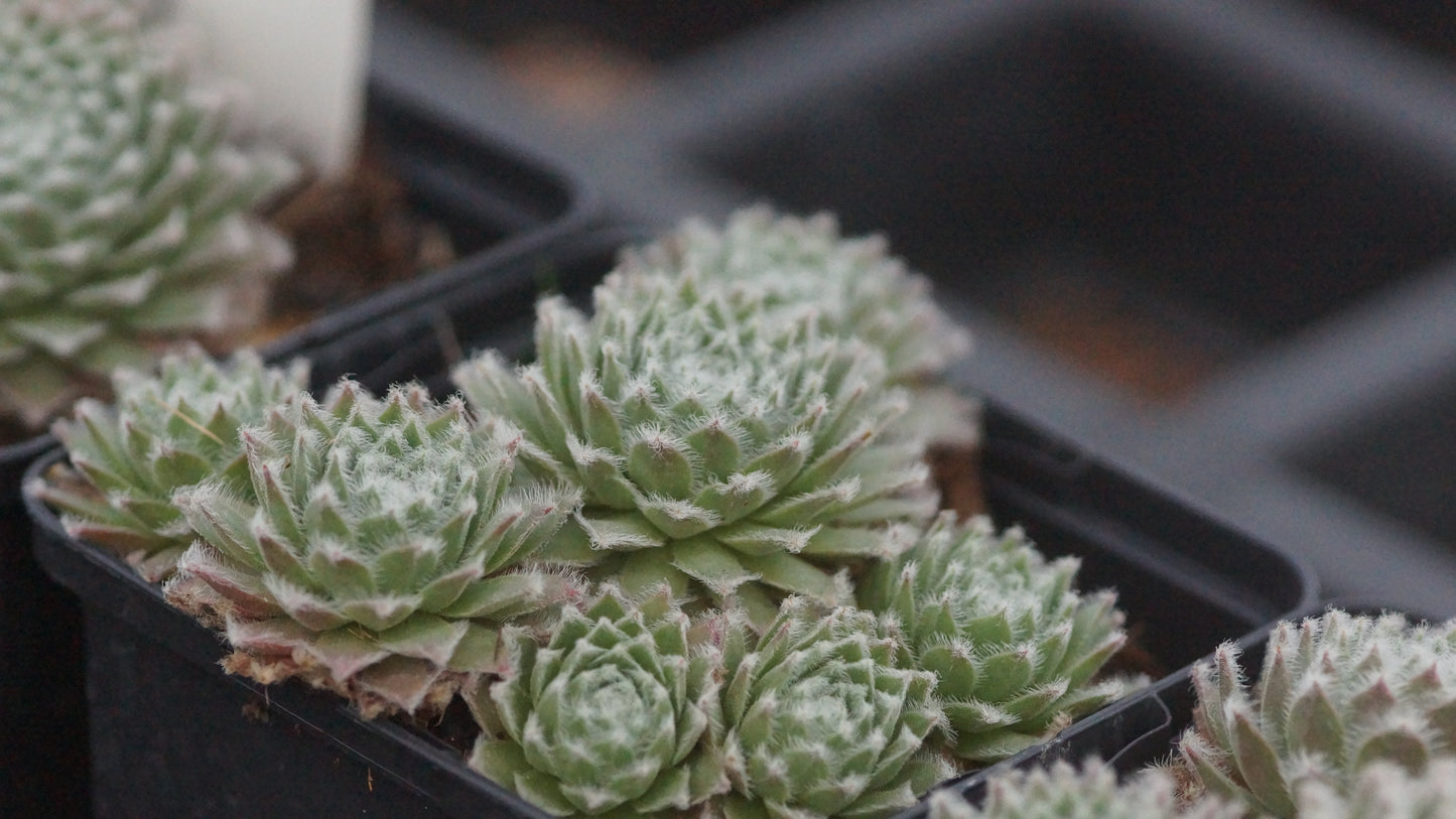 Sempervivum Arachnoideum-Hybride 'Rosa Mädchen' - Spinnweben-Hauswurz