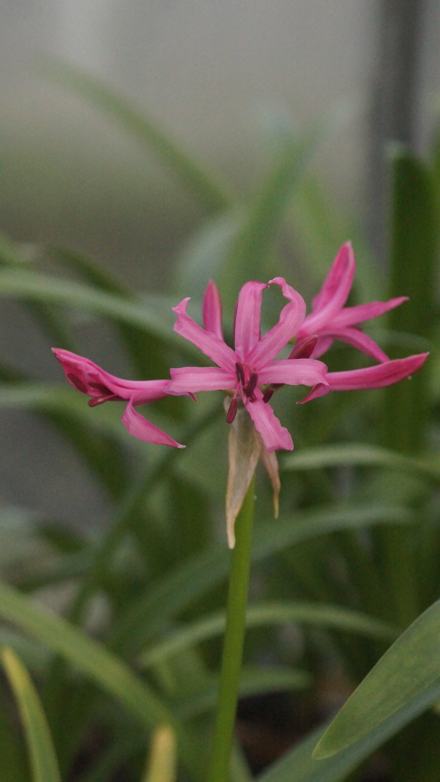 Nerine bowdenii 'Isabel' - Guernseylilie